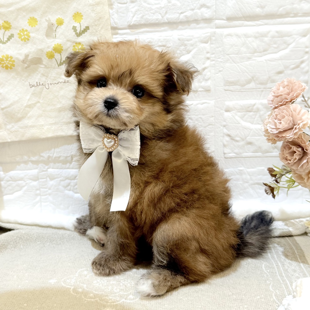 静岡県のポメプー(ポメラニアン×プードル) (犬の家＆猫の里富士店/2025年7月27日生まれ/女の子/レッド)の子犬の3枚目の画像