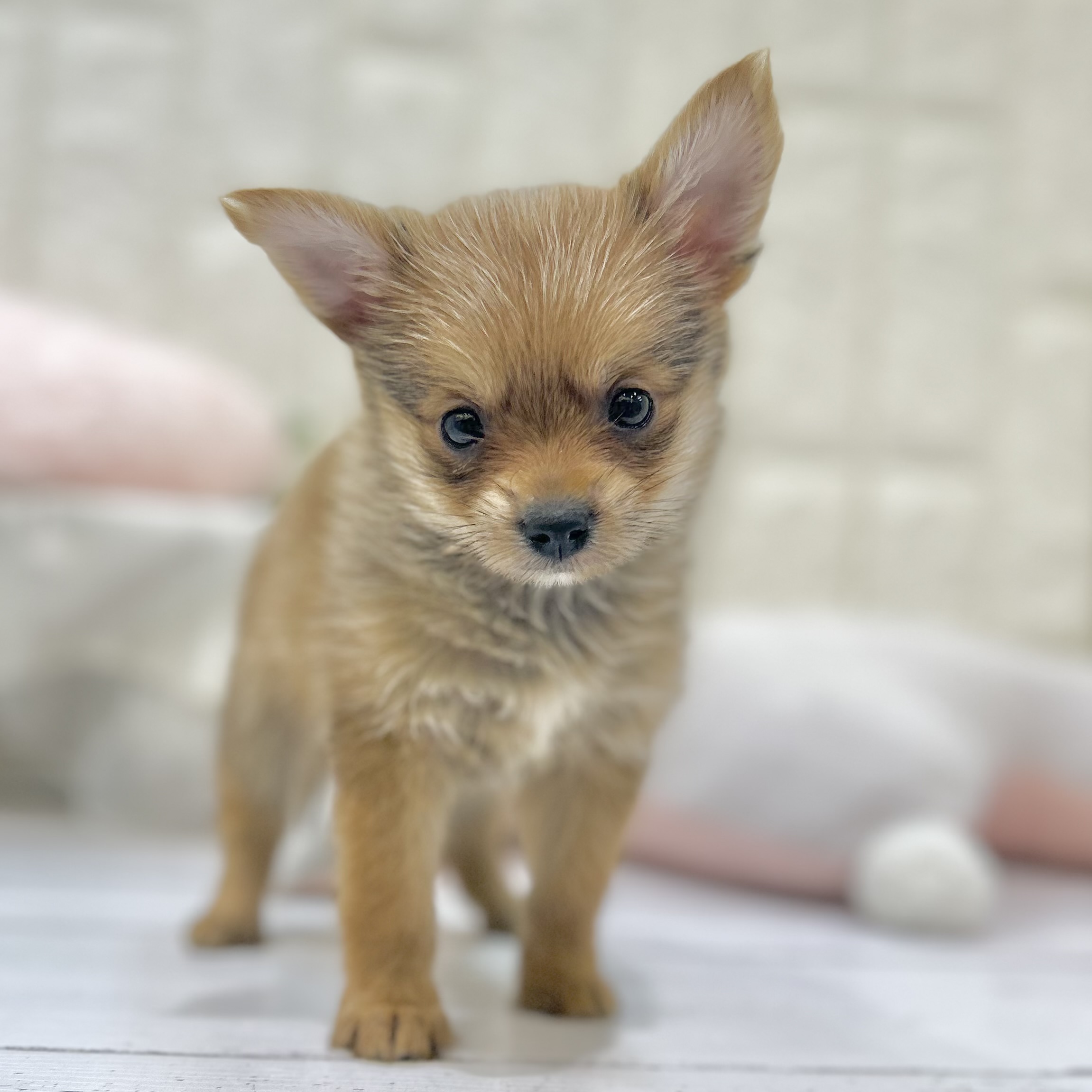 岡山県のポメキー(ポメラニアン×ヨークシャーテリア) (犬の家＆猫の里倉敷店/2025年7月5日生まれ/男の子/オレンジ)の子犬の1枚目の画像