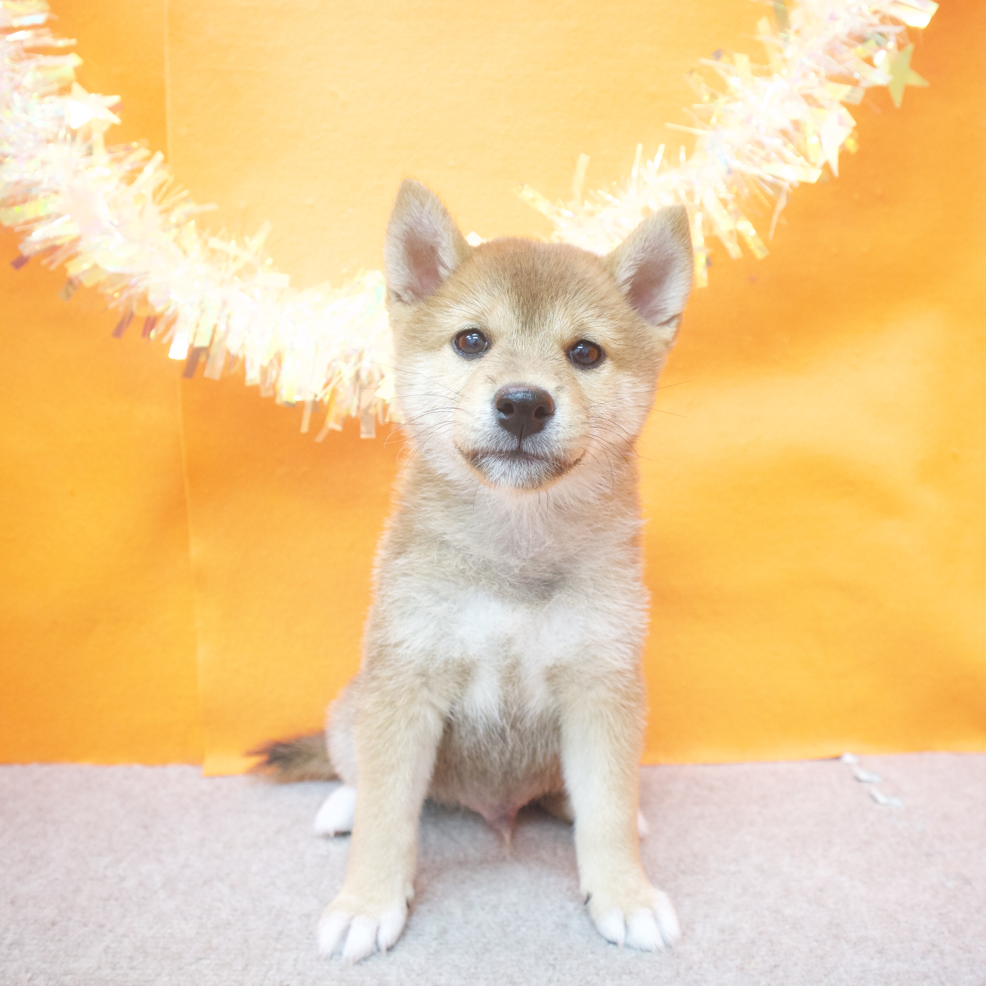 大阪府の柴犬(標準サイズ) (犬の家＆猫の里吹田店/2025年8月2日生まれ/男の子/赤)の子犬の3枚目の画像