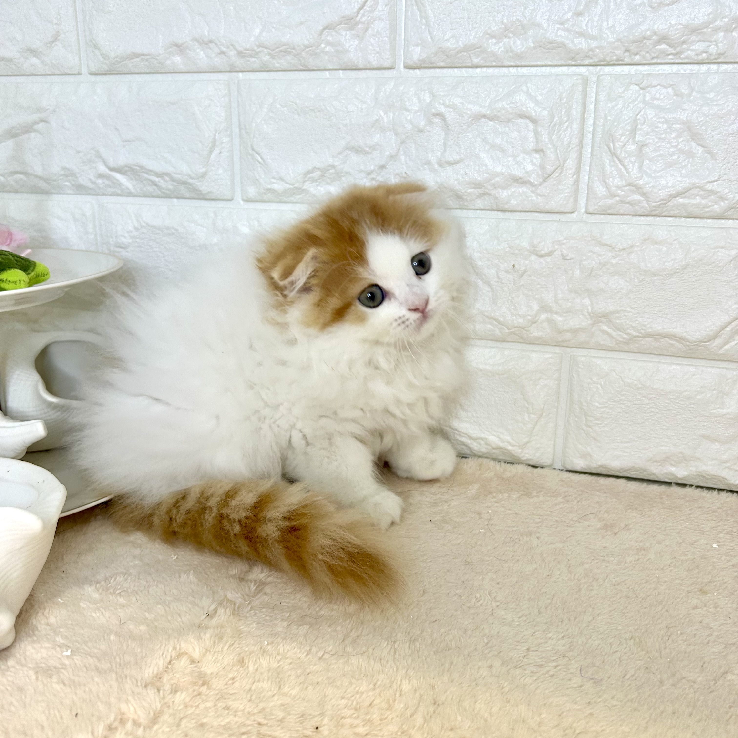 東京都のスコティッシュフォールド (犬の家＆猫の里新宿店/2025年7月9日生まれ/女の子/レッドタビーホワイトバン)の子猫の1枚目の画像