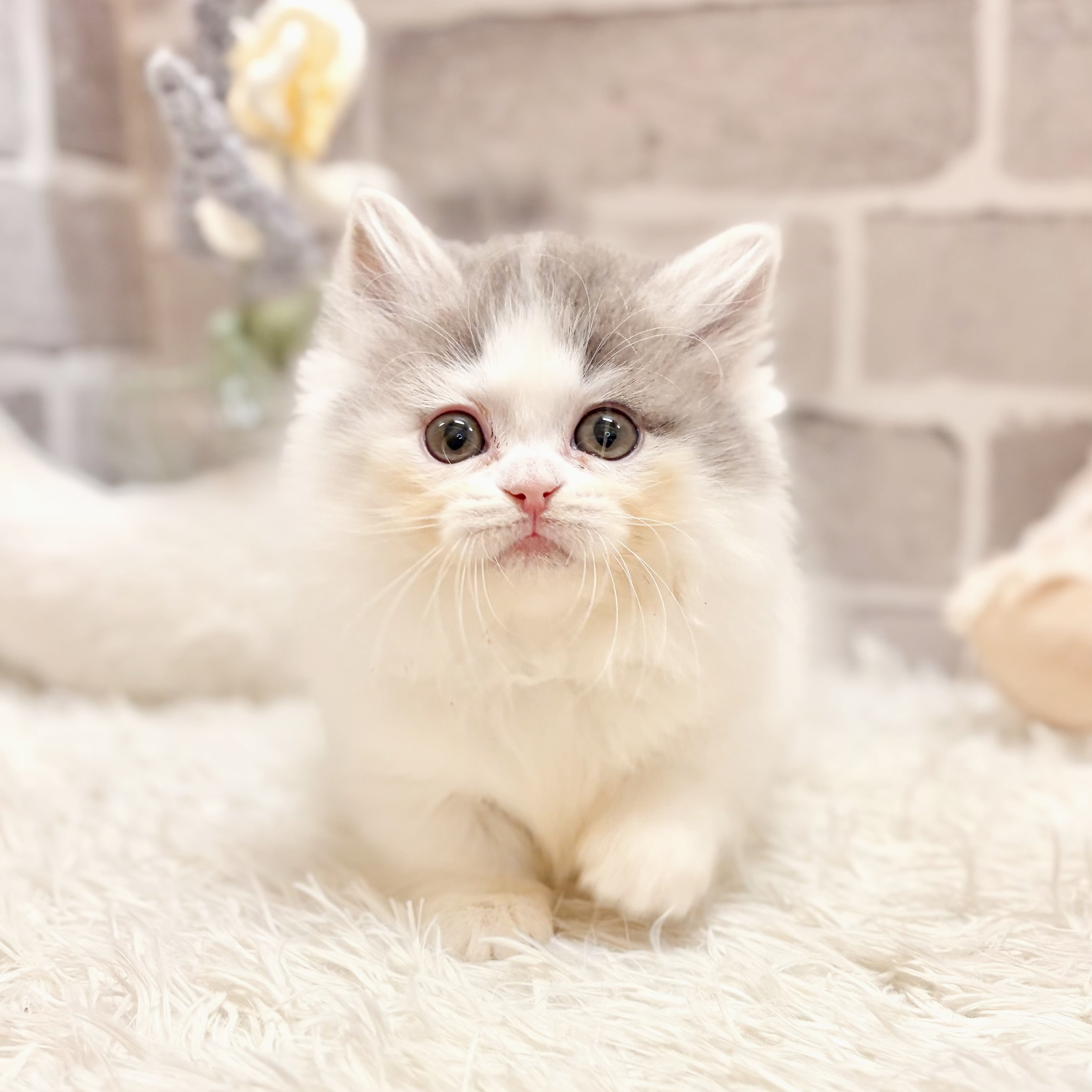 兵庫県のミヌエット (犬の家＆猫の里神戸店/2026年5月1日生まれ/女の子/ブルータビーホワイト)の子猫の1枚目の画像