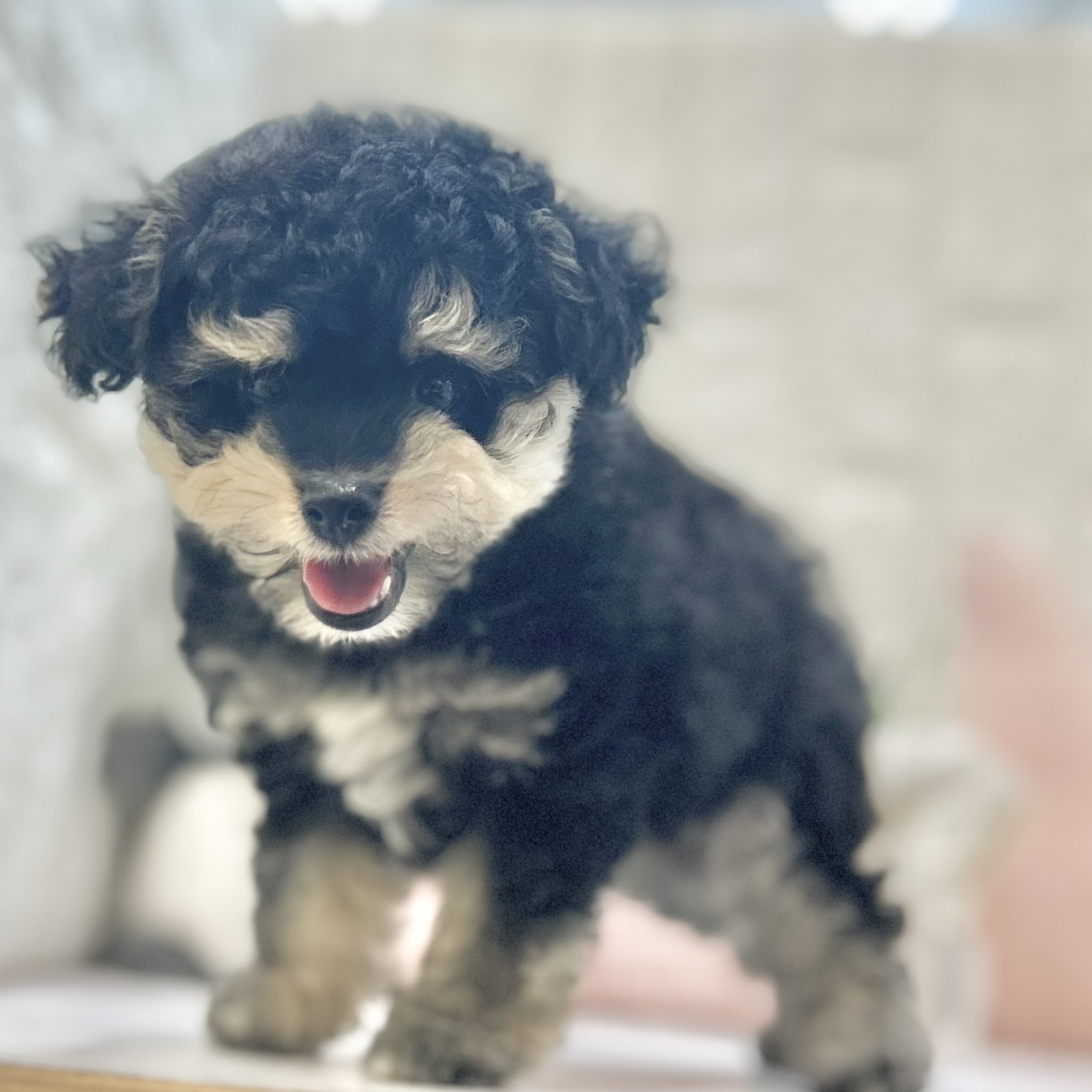 岡山県のポメプー(ポメラニアン×プードル) (犬の家＆猫の里倉敷店/2025年7月12日生まれ/男の子/ブラックタンクリーム)の子犬の3枚目の画像