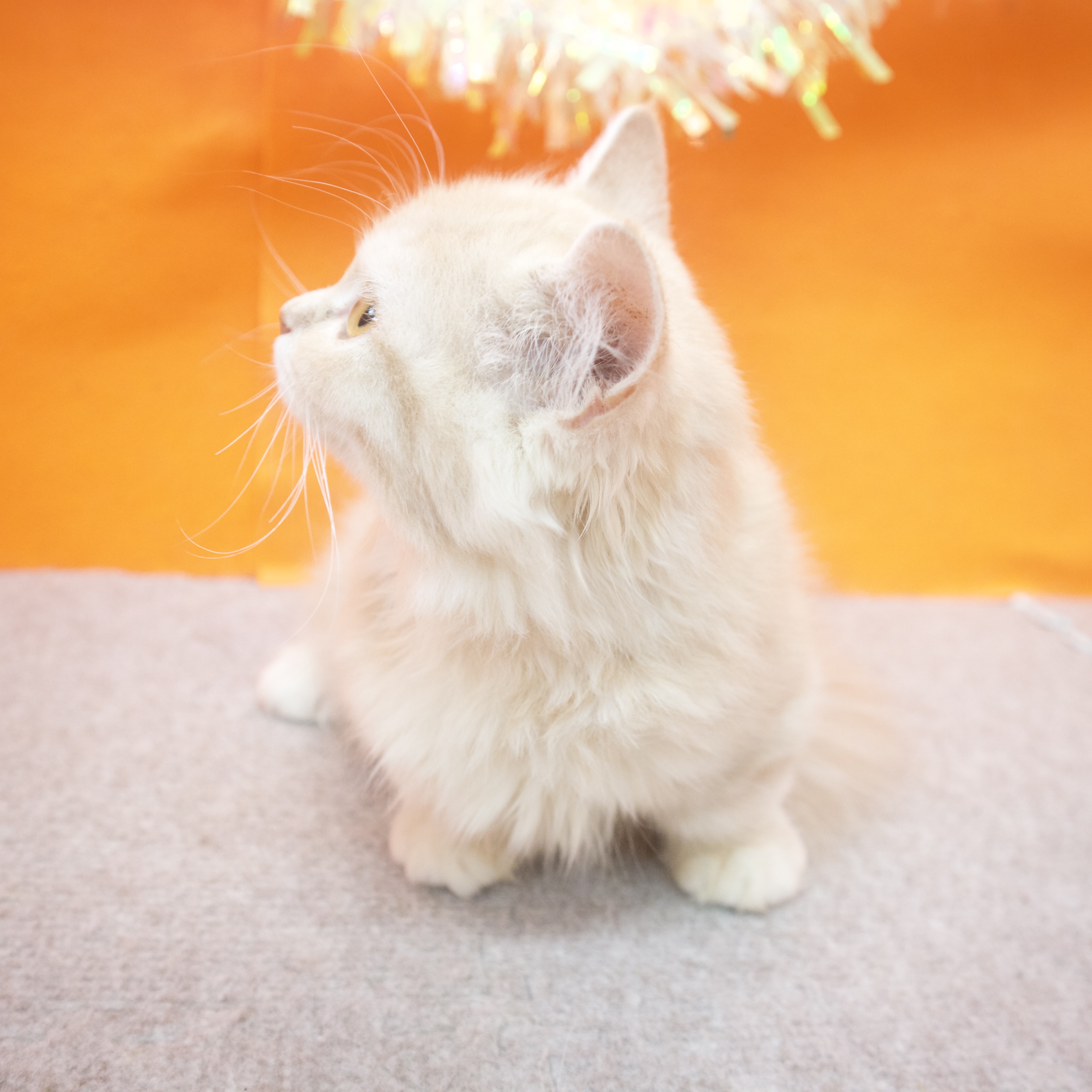 大阪府のマンチカン (犬の家&猫の里吹田店/2025年6月21日生まれ/女の子/クリームタビー)の子猫の3枚目の画像
