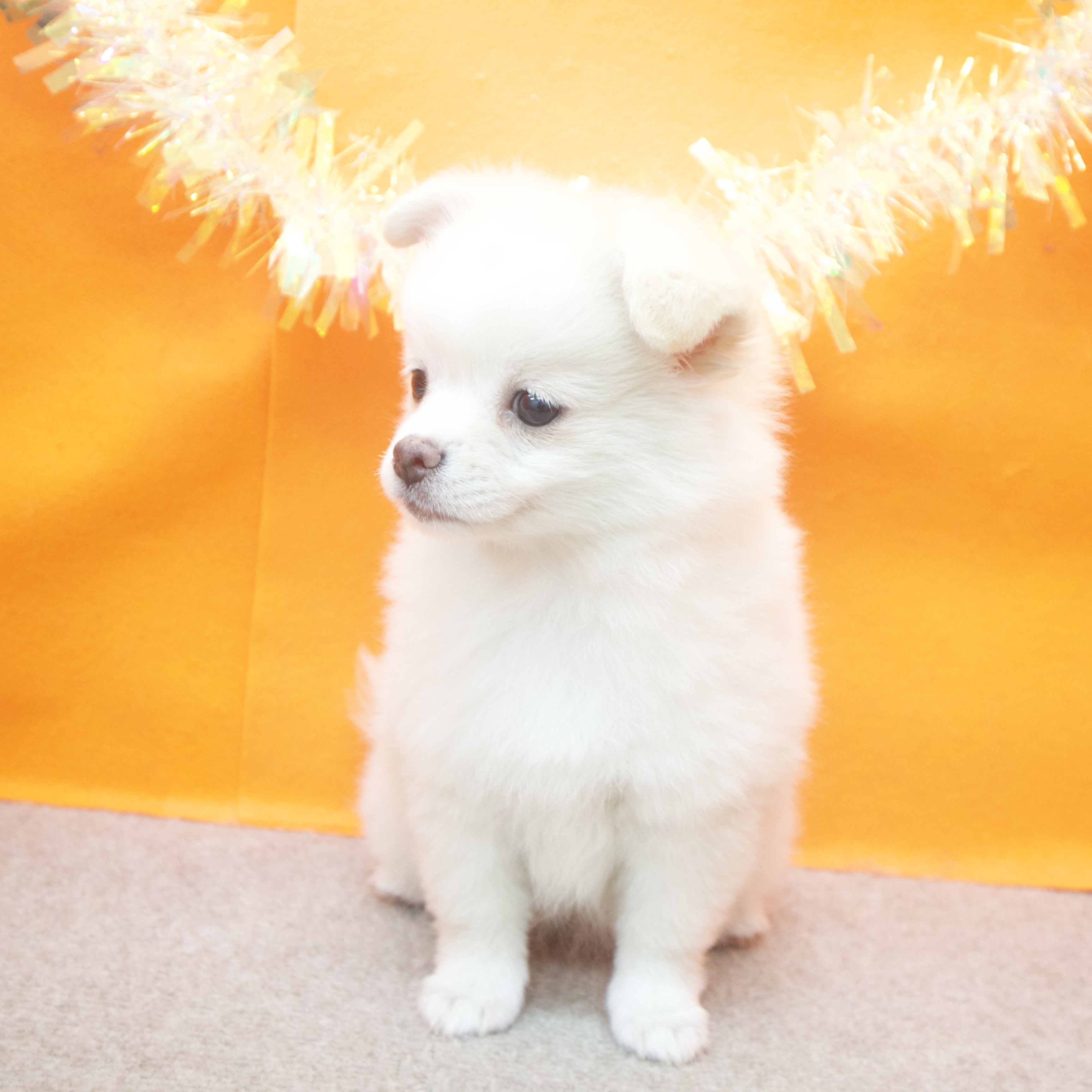 大阪府のポメチワ/チワポメ/ポメチー(ポメラニアン×チワワ) (犬の家&猫の里吹田店/2025年8月19日生まれ/女の子/クリームホワイト)の子犬の3枚目の画像