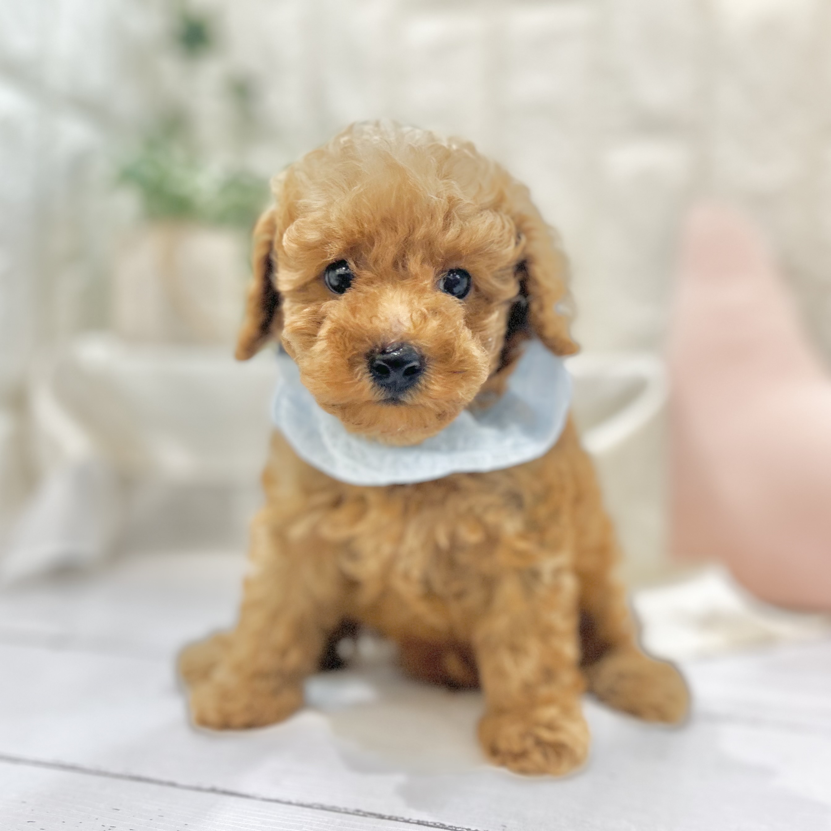 岡山県のトイプードル(トイ) (犬の家＆猫の里倉敷店/2025年7月11日生まれ/男の子/アプリコット)の子犬の3枚目の画像
