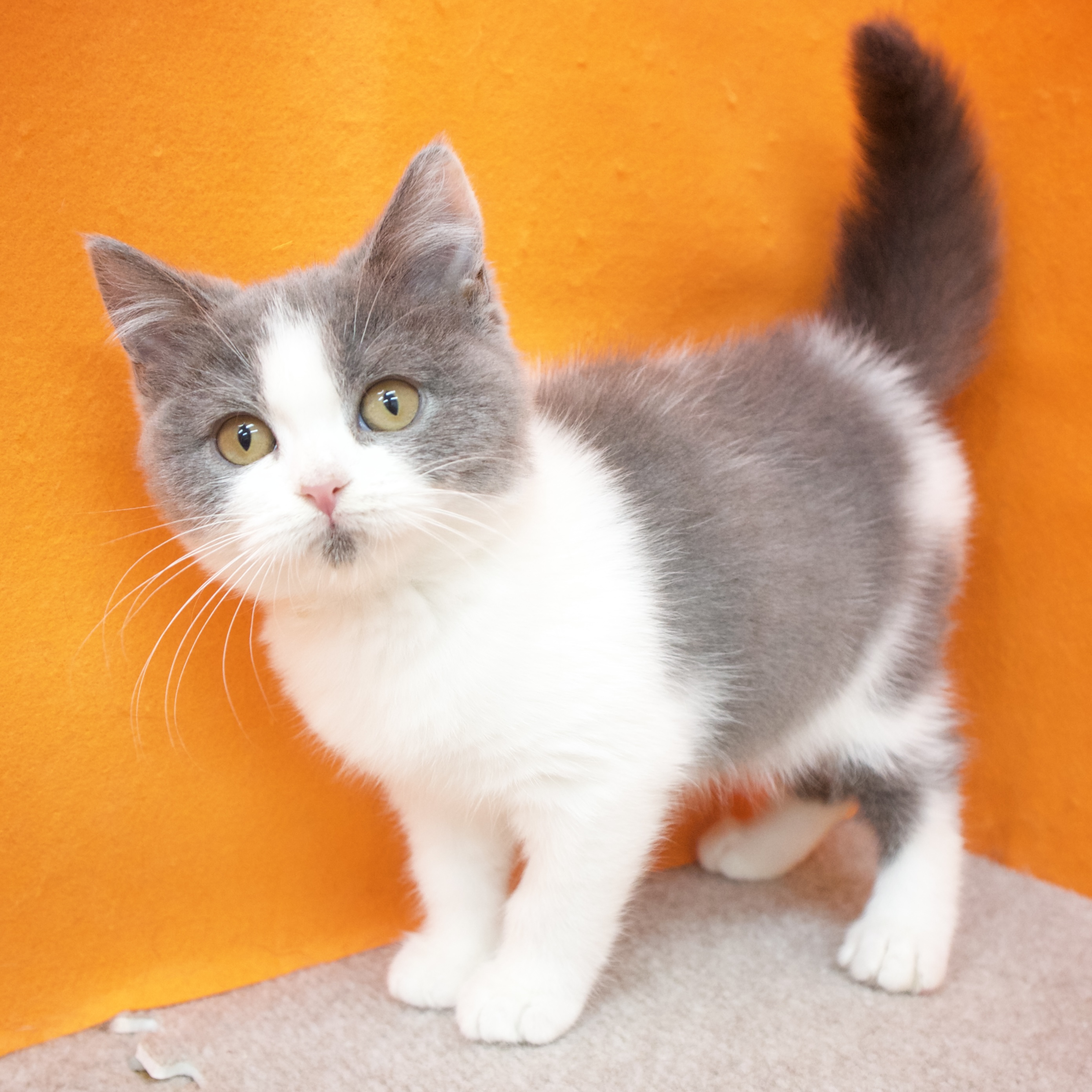 大阪府のブリティッシュショートヘアー (犬の家＆猫の里吹田店/2025年8月5日生まれ/女の子/ブルーホワイト)の子猫の3枚目の画像