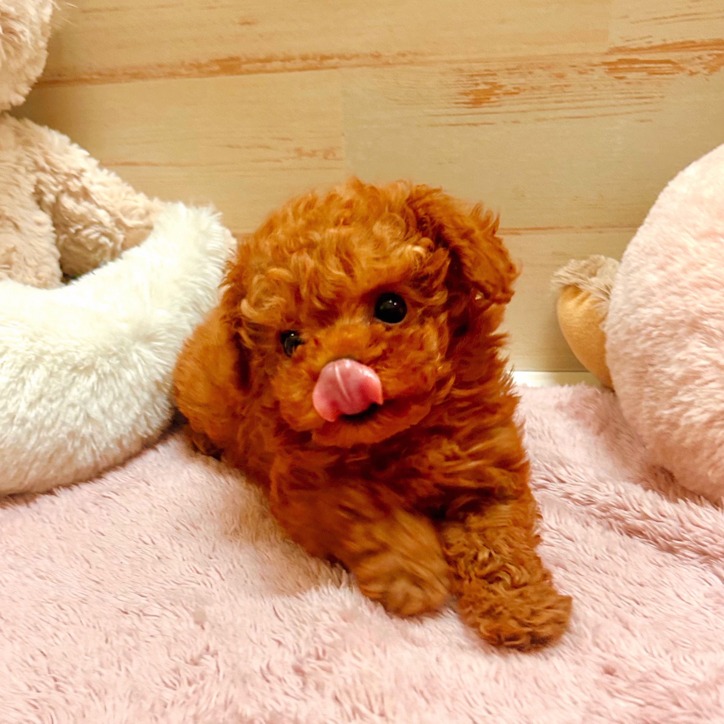 兵庫県のトイプードル(タイニー) (犬の家＆猫の里神戸店/2025年10月2日生まれ/女の子/レッドフォーン)の子犬の3枚目の画像