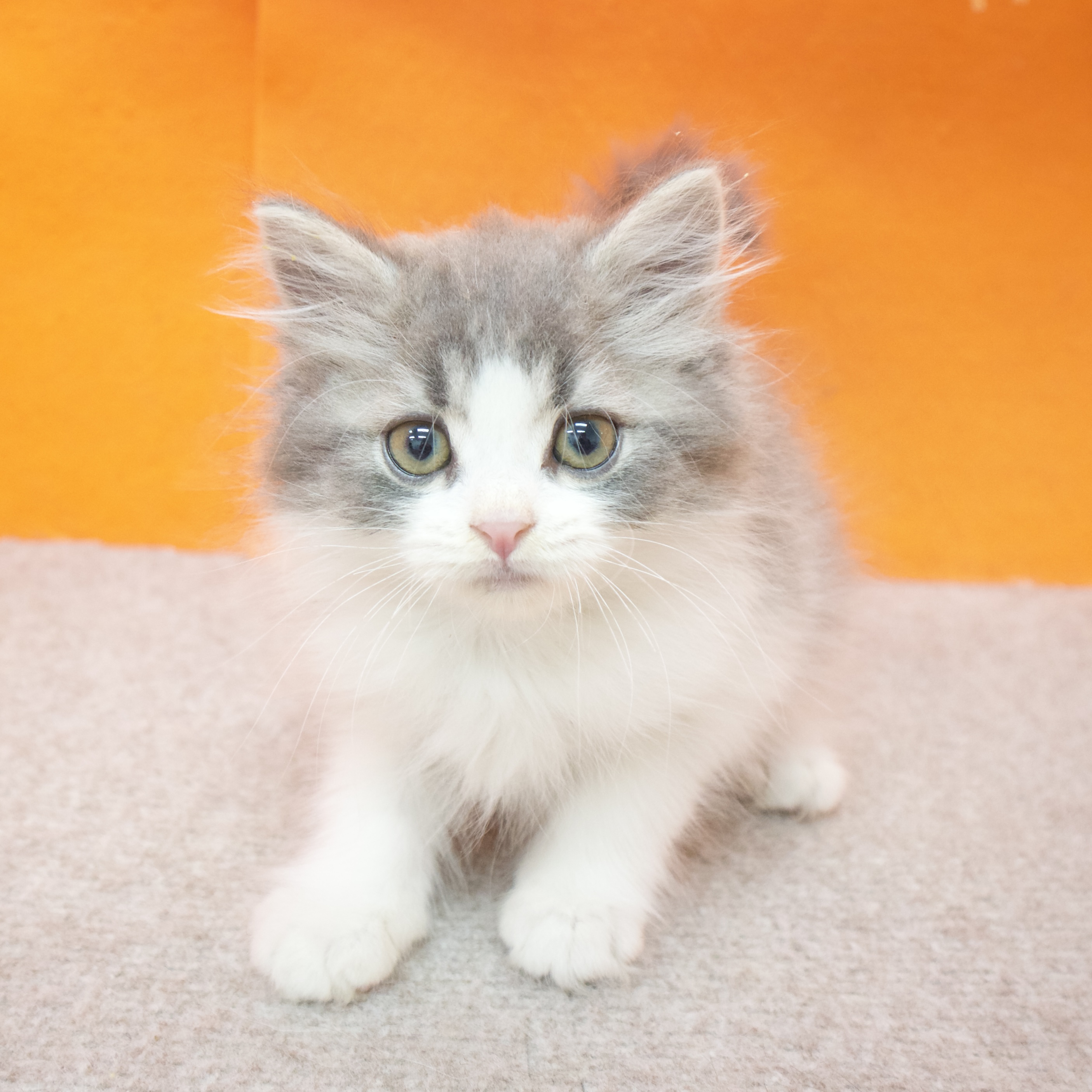 大阪府のスコティッシュストレート (犬の家&猫の里吹田店/2025年8月23日生まれ/男の子/ブルーホワイト)の子猫の3枚目の画像