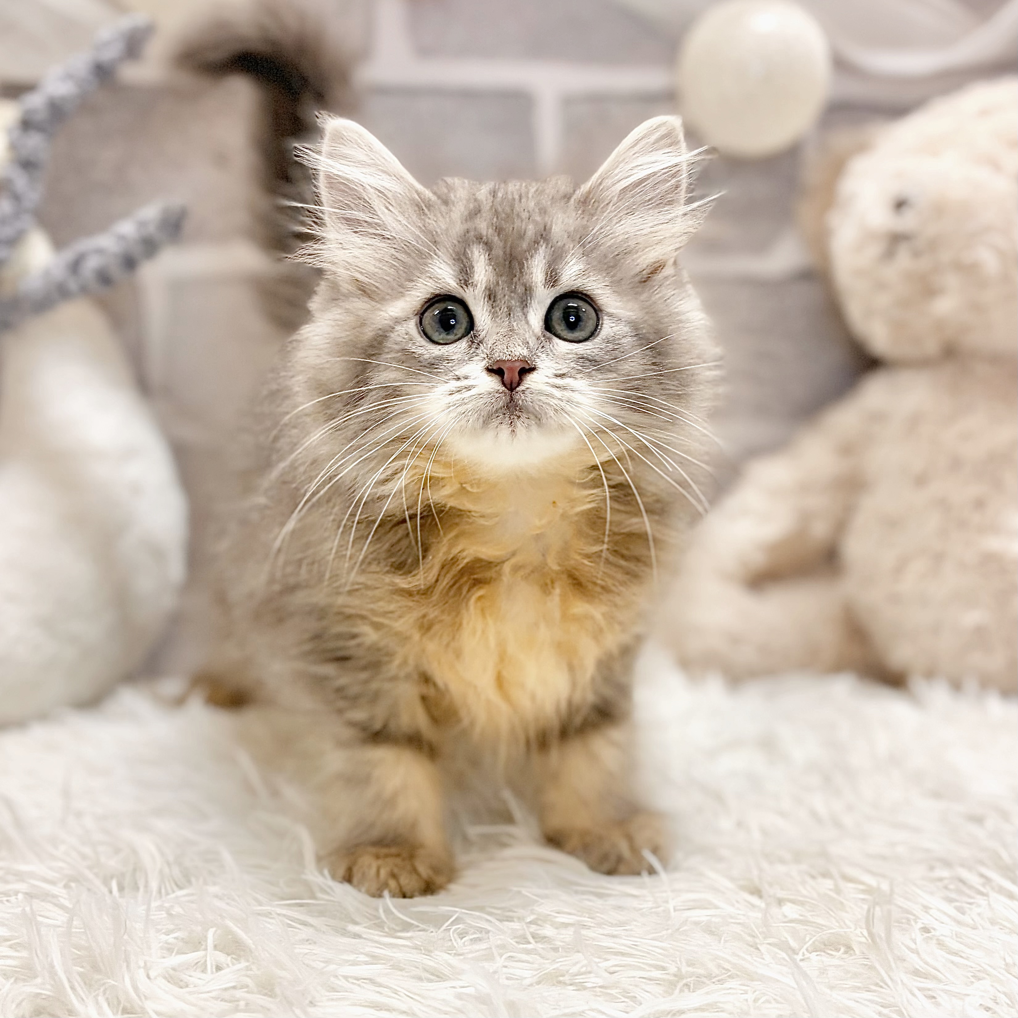 兵庫県のサイベリアン (犬の家＆猫の里神戸店/2026年5月1日生まれ/女の子/ブルータビー)の子猫の3枚目の画像