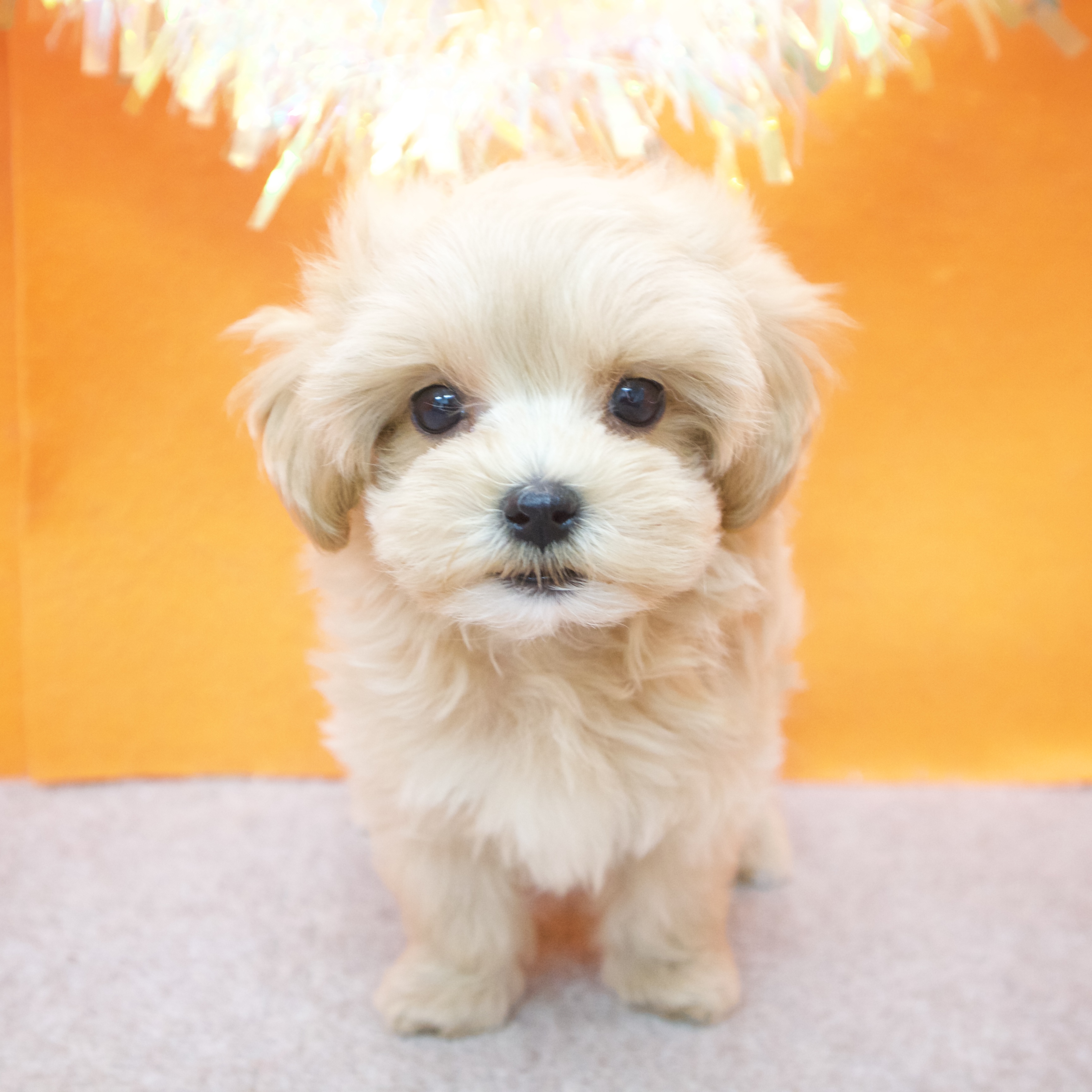 大阪府のマルプー(マルチーズ×プードル) (犬の家＆猫の里吹田店/2025年8月28日生まれ/女の子/アプリコット)の子犬の3枚目の画像