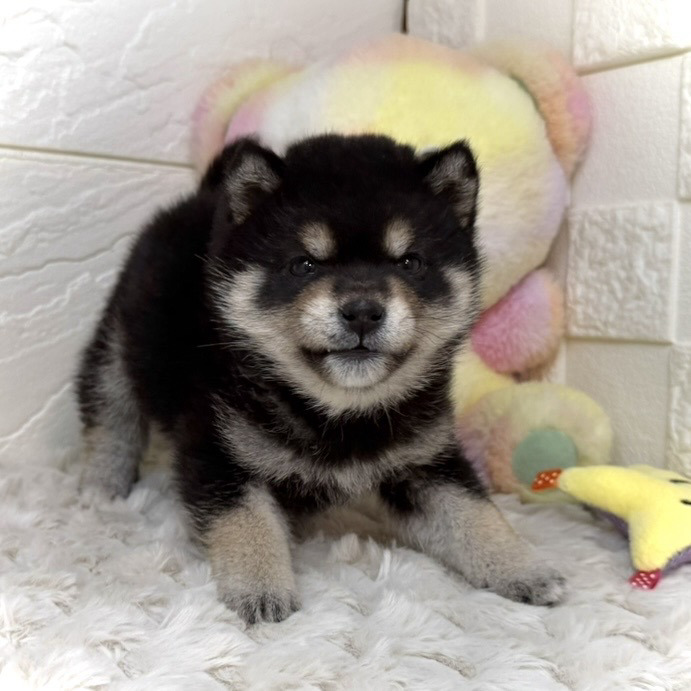 兵庫県の豆柴 (犬の家＆猫の里ゆめタウン姫路店/2025年11月28日生まれ/女の子/黒)の子犬の3枚目の画像