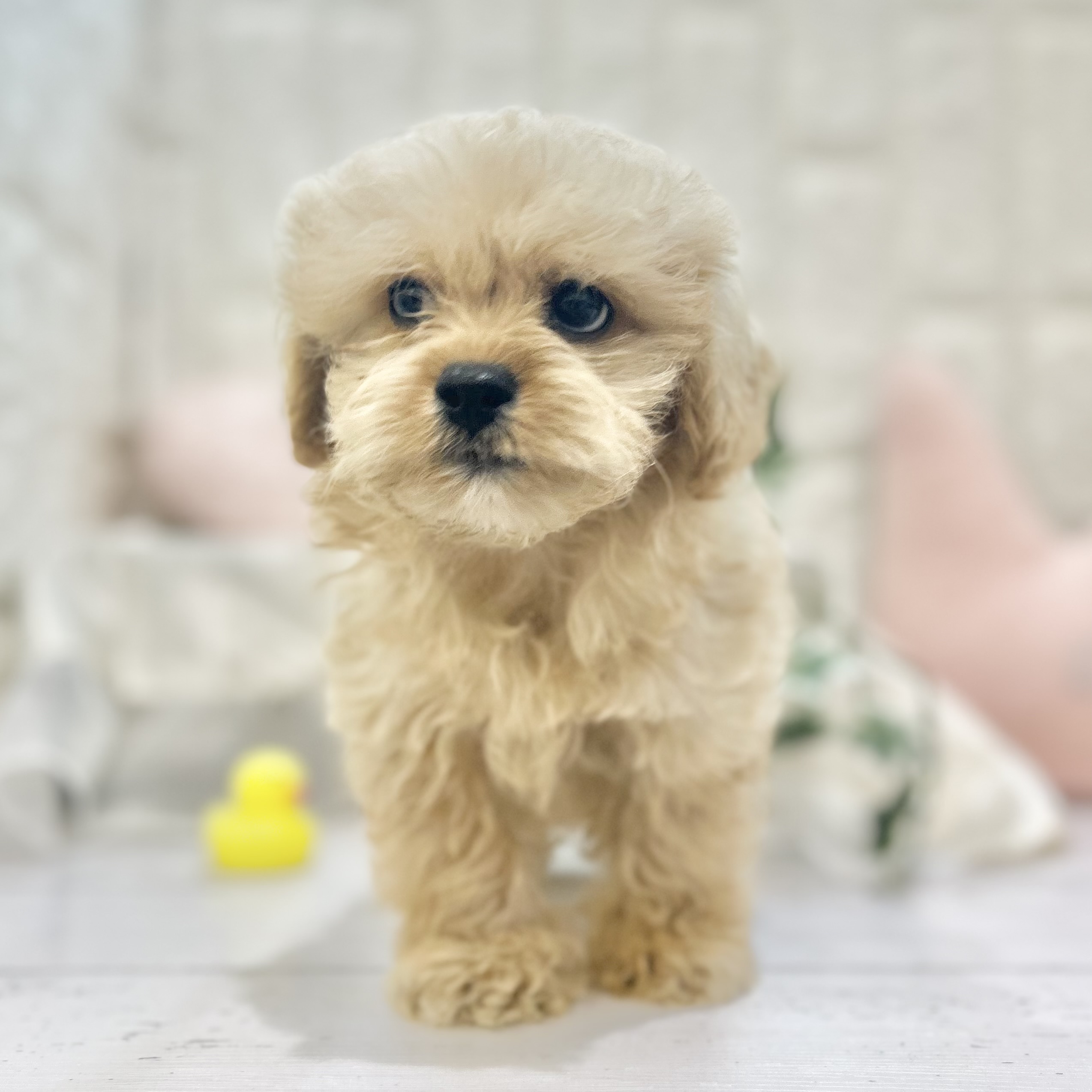 岡山県のペキプー(ペキニーズ×プードル) (犬の家＆猫の里倉敷店/2025年6月21日生まれ/男の子/アプリコット)の子犬の3枚目の画像