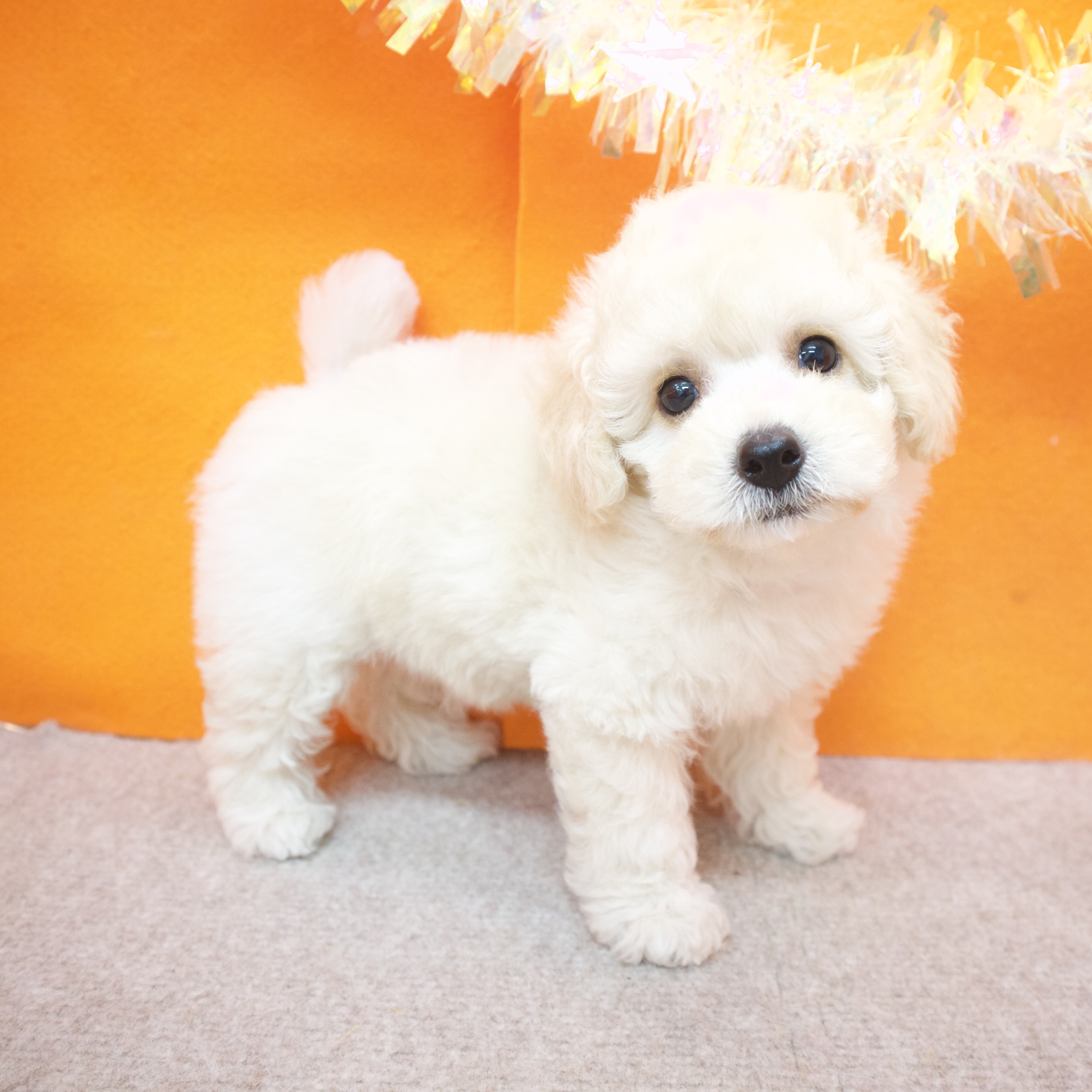 大阪府のトイプードル(トイ) (犬の家＆猫の里吹田店/2025年9月4日生まれ/男の子/クリーム)の子犬の3枚目の画像