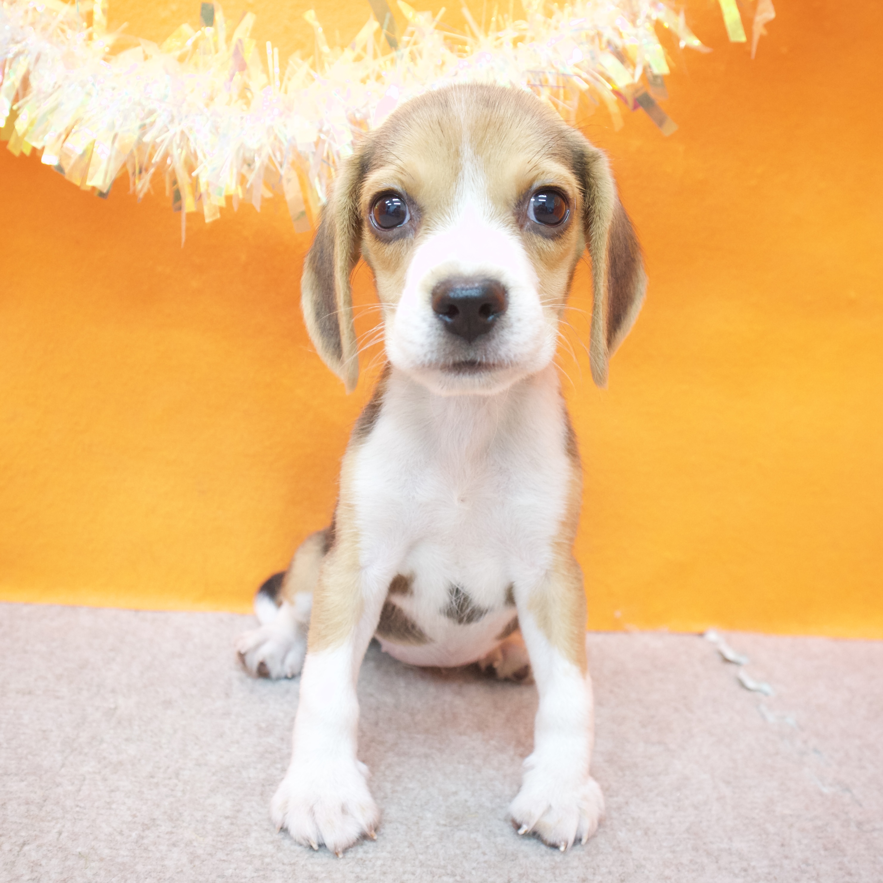 大阪府のビーグル (犬の家＆猫の里吹田店/2025年8月28日生まれ/女の子/ブラックタンホワイト)の子犬の3枚目の画像