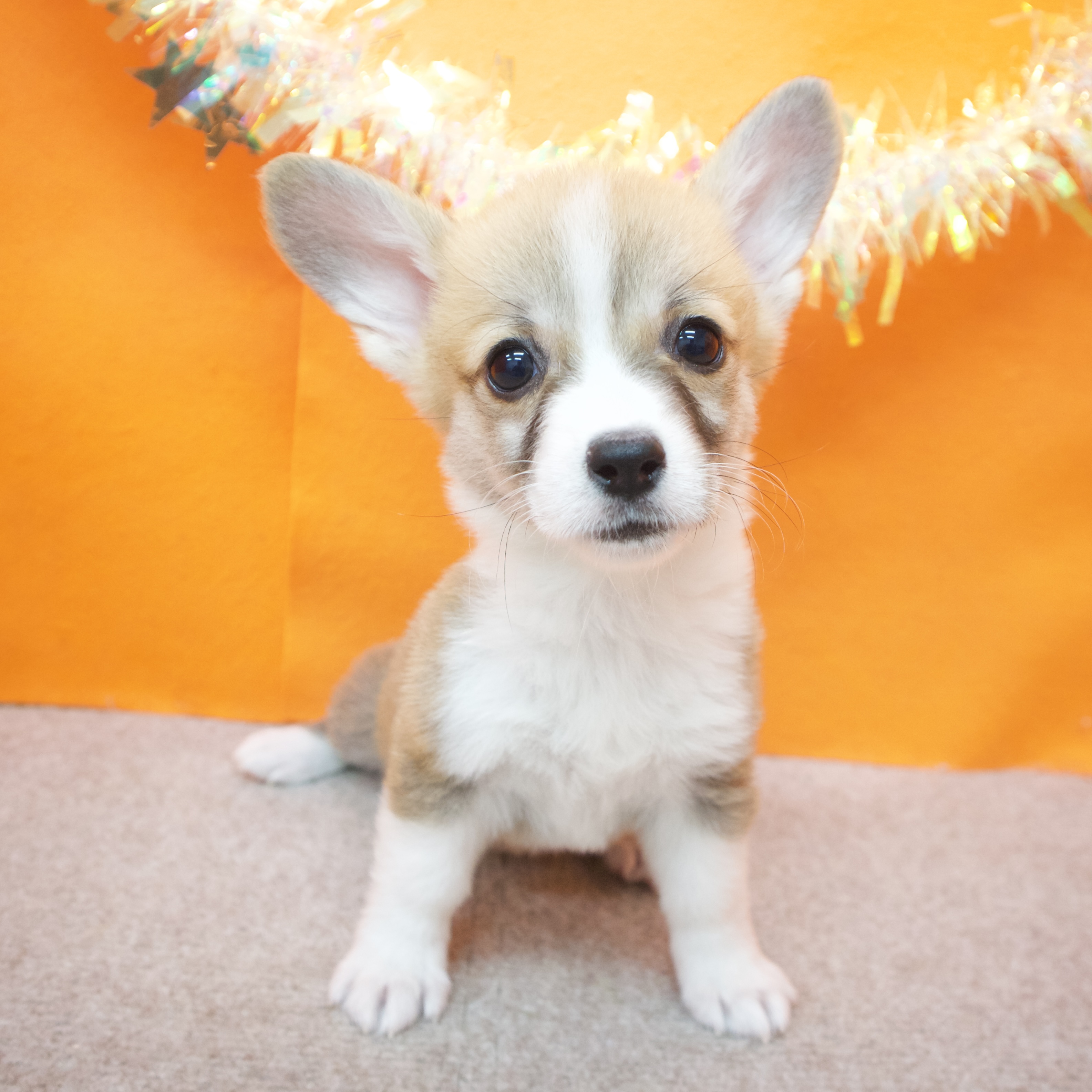 大阪府のウェルシュコーギーペンブローク (犬の家＆猫の里吹田店/2025年9月5日生まれ/女の子/レッドホワイト)の子犬の3枚目の画像