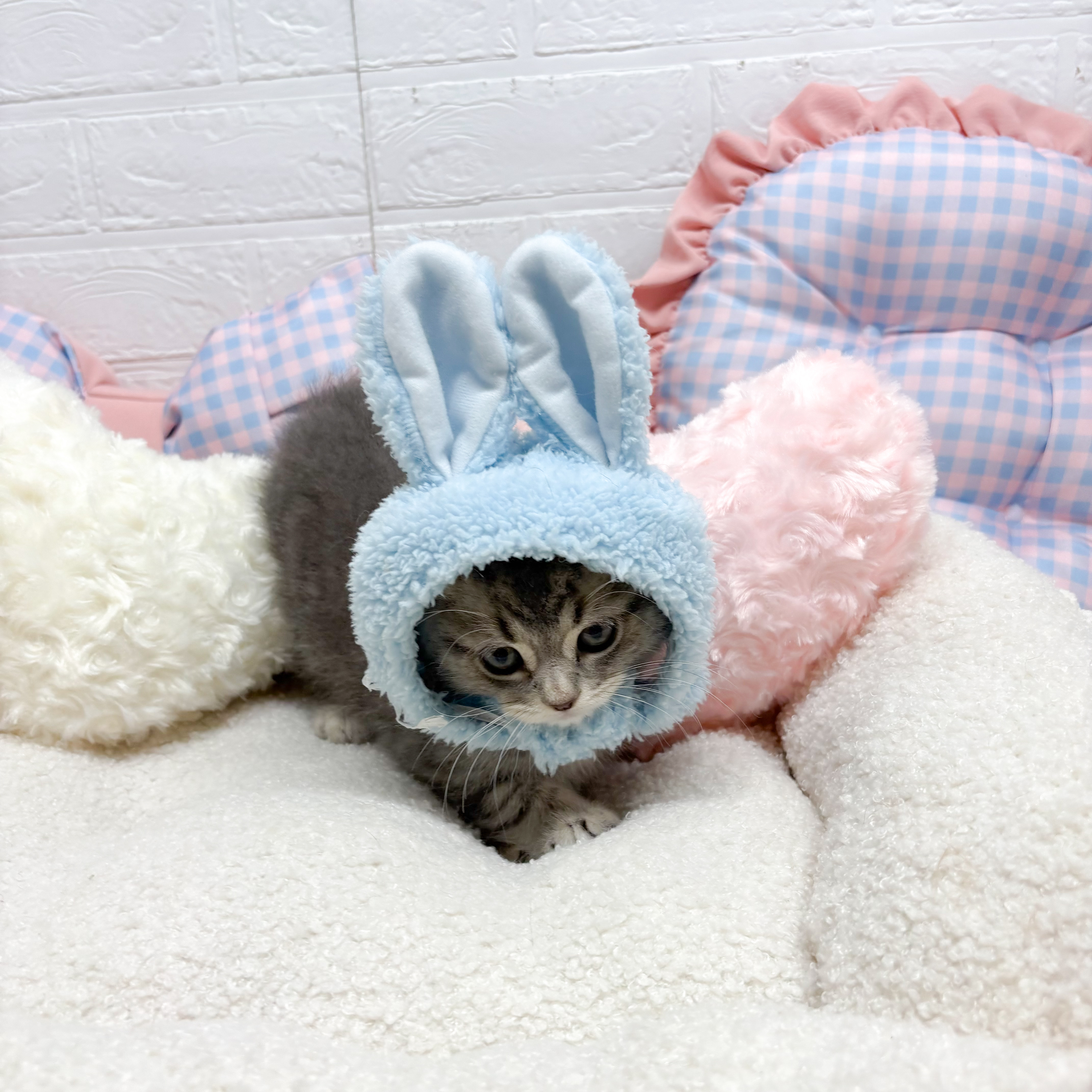 神奈川県のスコティッシュフォールド (犬の家＆猫の里元住吉ブレーメン通り店/2025年8月12日生まれ/男の子/ブルータビー)の子猫の3枚目の画像