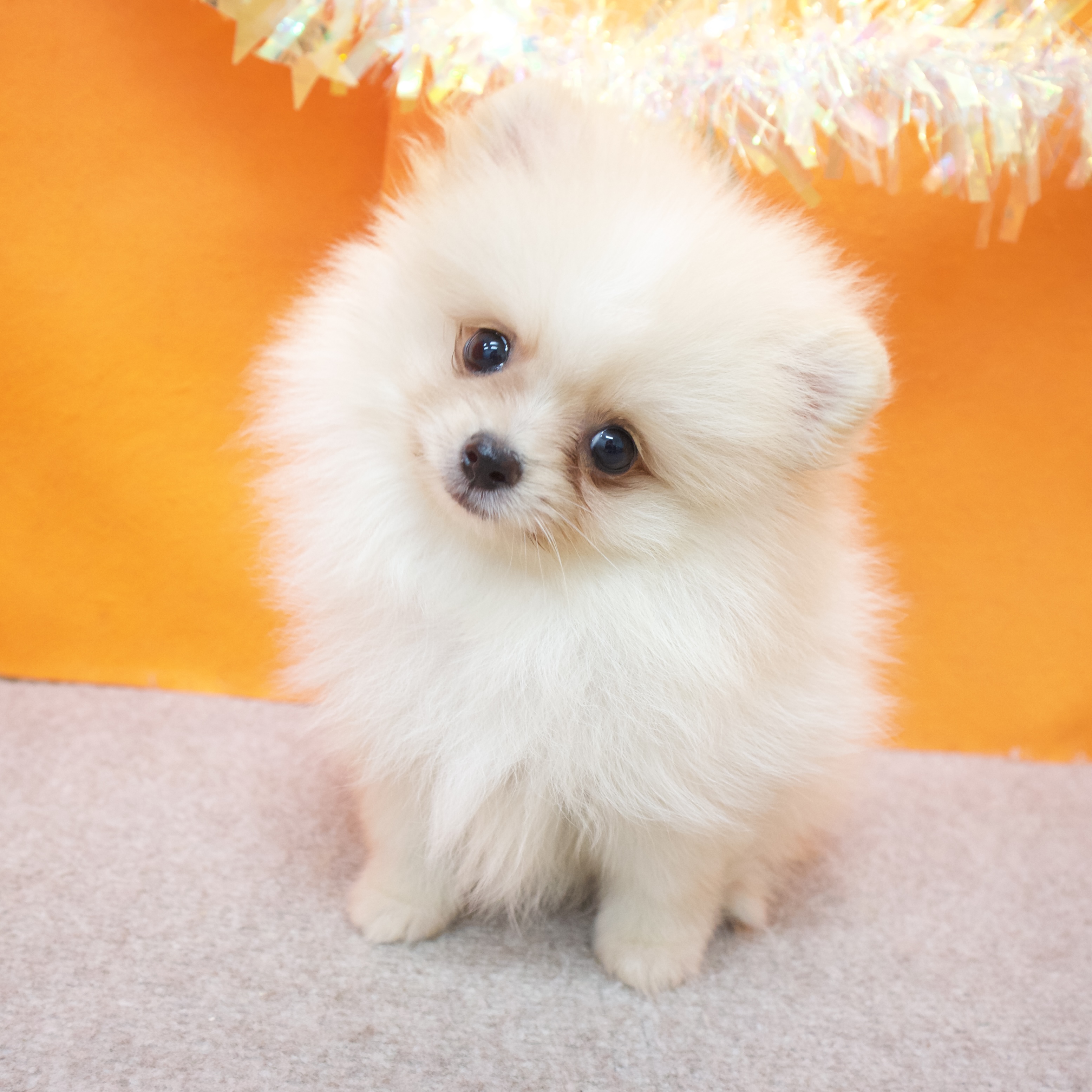 大阪府のポメラニアン (犬の家＆猫の里吹田店/2025年9月5日生まれ/男の子/クリームホワイト)の子犬の3枚目の画像