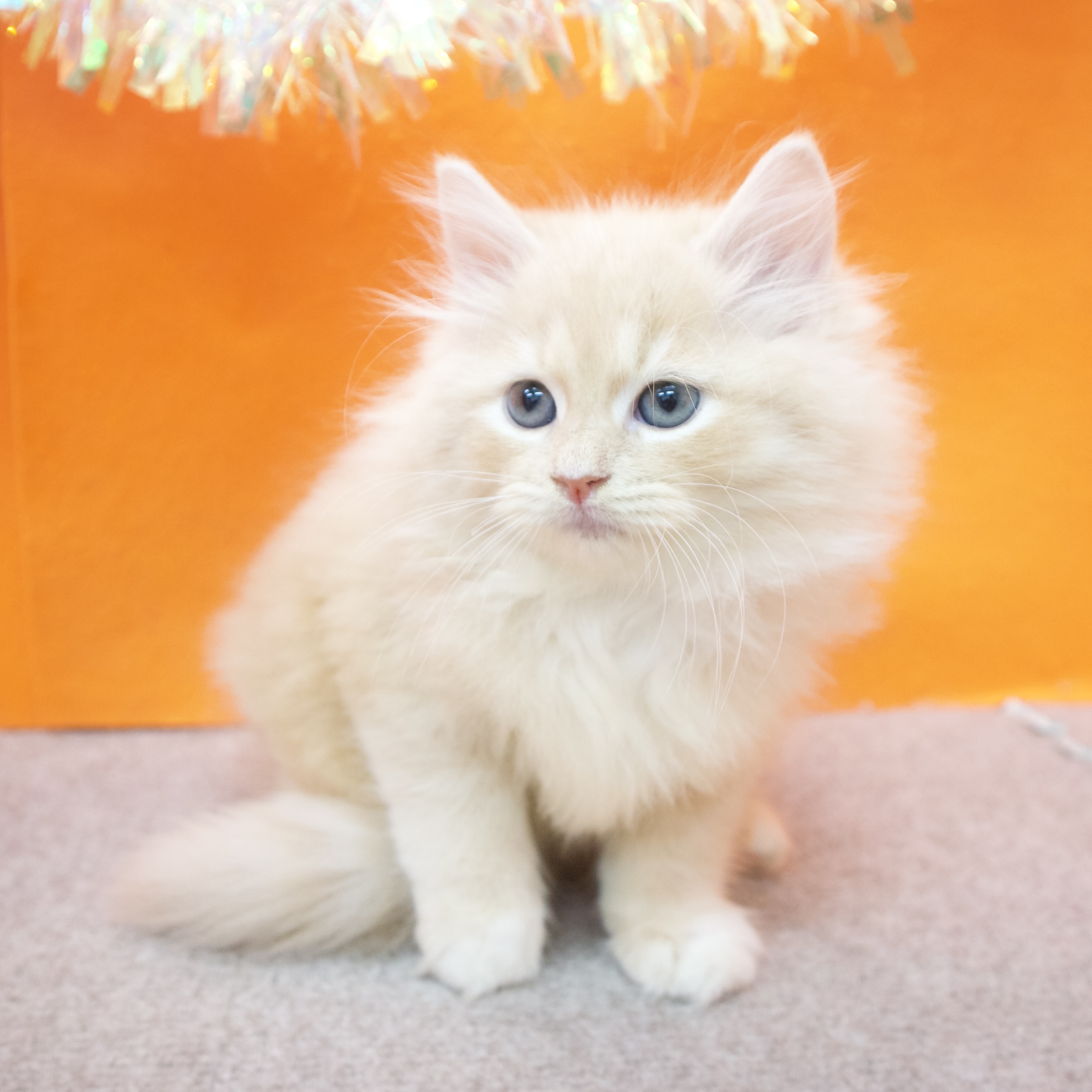 大阪府のサイベリアン (犬の家＆猫の里吹田店/2025年9月5日生まれ/男の子/クリームタビーホワイト)の子猫の3枚目の画像