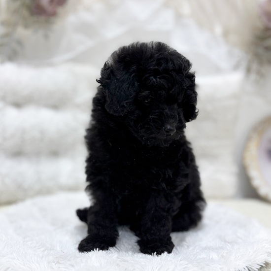 岐阜県のトイプードル(トイ) (犬の家＆猫の里カラフルタウン岐阜店/2025年12月2日生まれ/女の子/ブラック)の子犬の3枚目の画像
