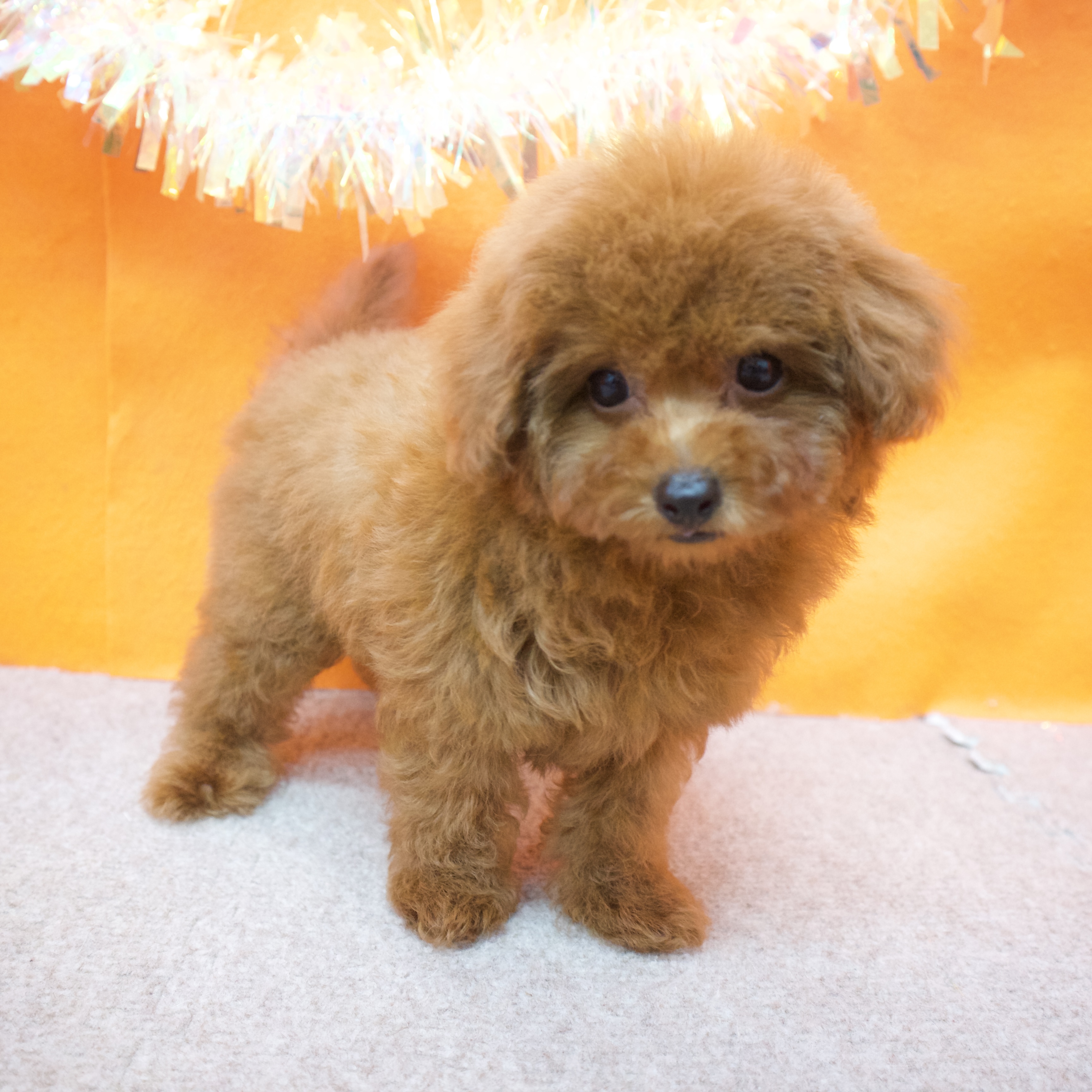 大阪府のトイプードル(トイ) (犬の家＆猫の里吹田店/2025年9月8日生まれ/男の子/レッドフォーン)の子犬の3枚目の画像