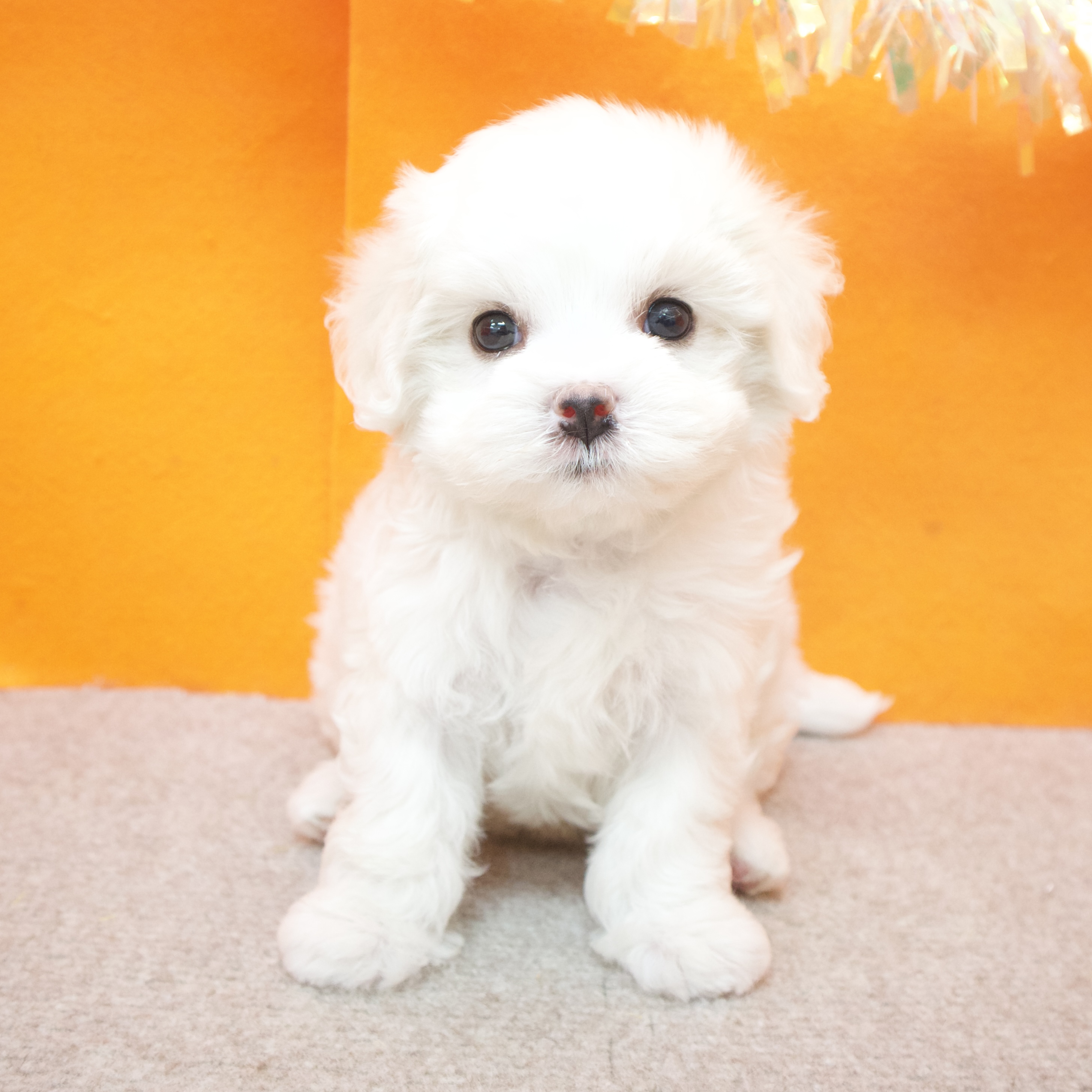 大阪府のハーフ犬・ミックス犬 (犬の家＆猫の里吹田店/2025年9月8日生まれ/女の子/ホワイト)の子犬の3枚目の画像