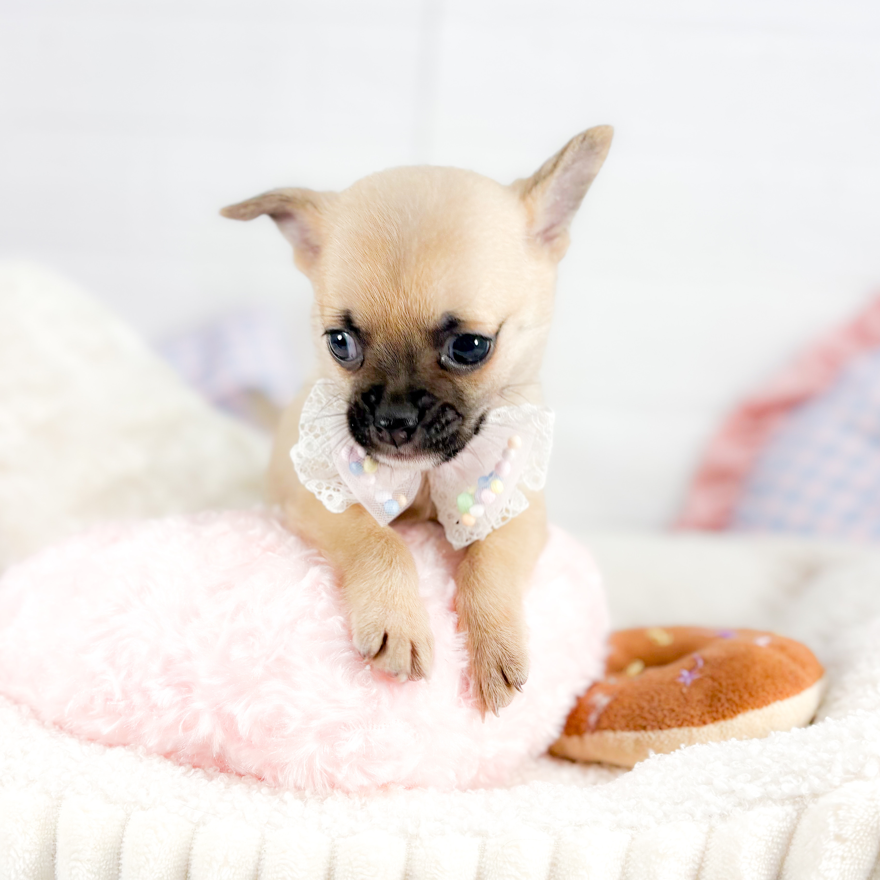 神奈川県のチワパグ/パグチー(チワワ×パグ) (犬の家＆猫の里元住吉ブレーメン通り店/2025年8月24日生まれ/女の子/フォーン)の子犬の3枚目の画像