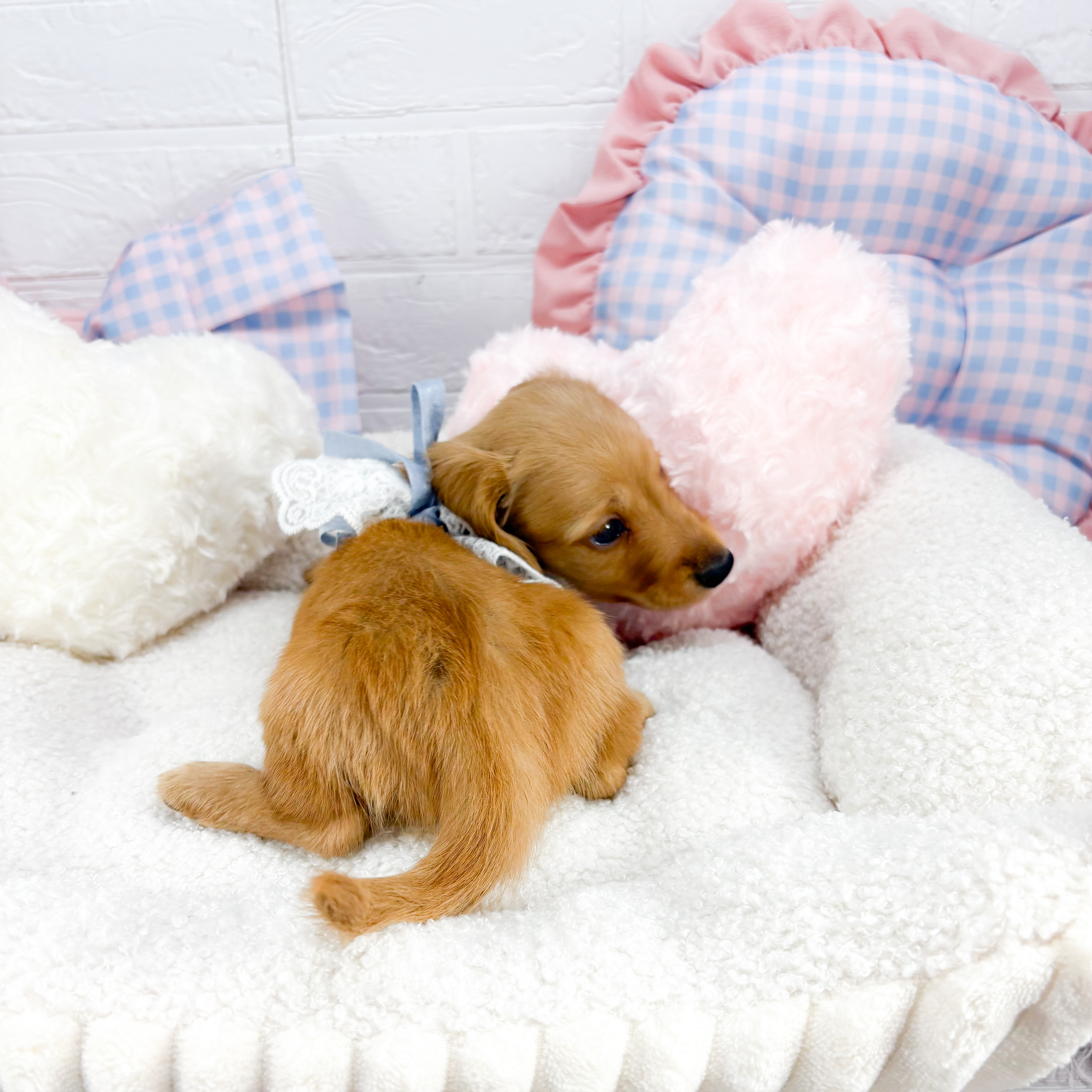 神奈川県のミニチュアダックスフンド(ロング) (犬の家＆猫の里元住吉ブレーメン通り店/2025年8月11日生まれ/男の子/ゴールド)の子犬の3枚目の画像