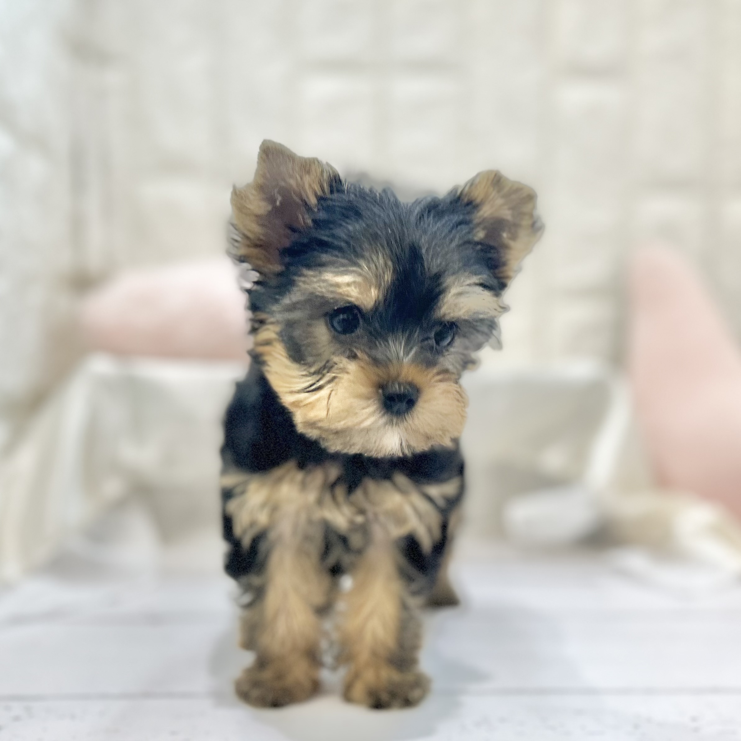 岡山県のヨークシャーテリア (犬の家＆猫の里倉敷店/2025年7月12日生まれ/男の子/スチールブルータン)の子犬の3枚目の画像