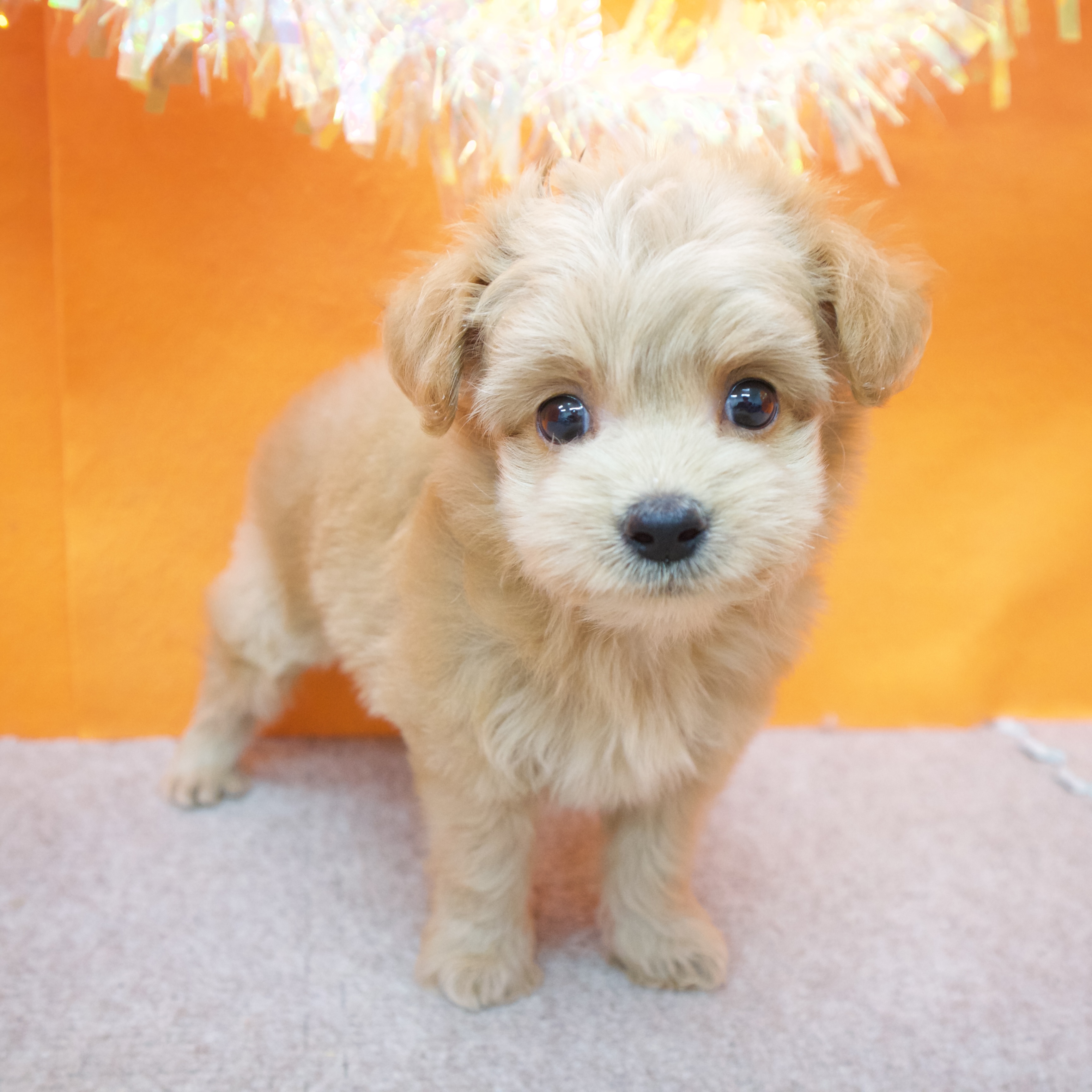 大阪府のチワプー/プーチー(チワワ×プードル) (犬の家＆猫の里吹田店/2025年9月10日生まれ/男の子/クリーム)の子犬の3枚目の画像