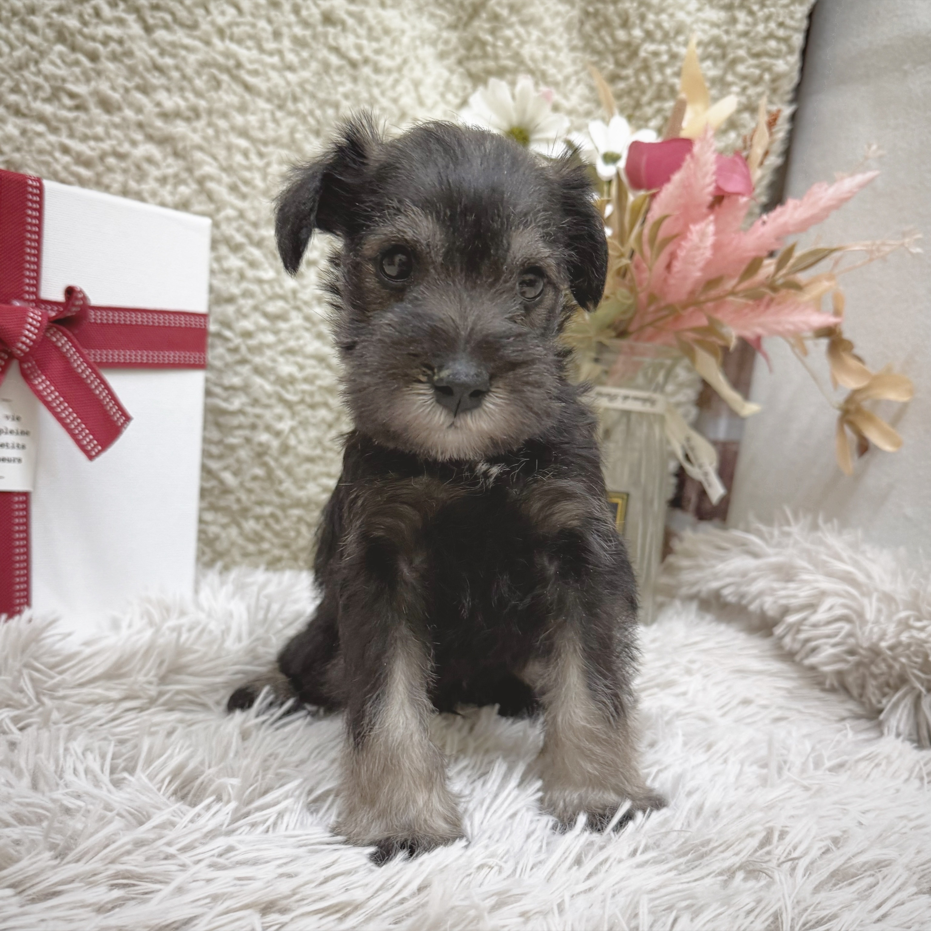 ミニチュアシュナウザー男の子の写真