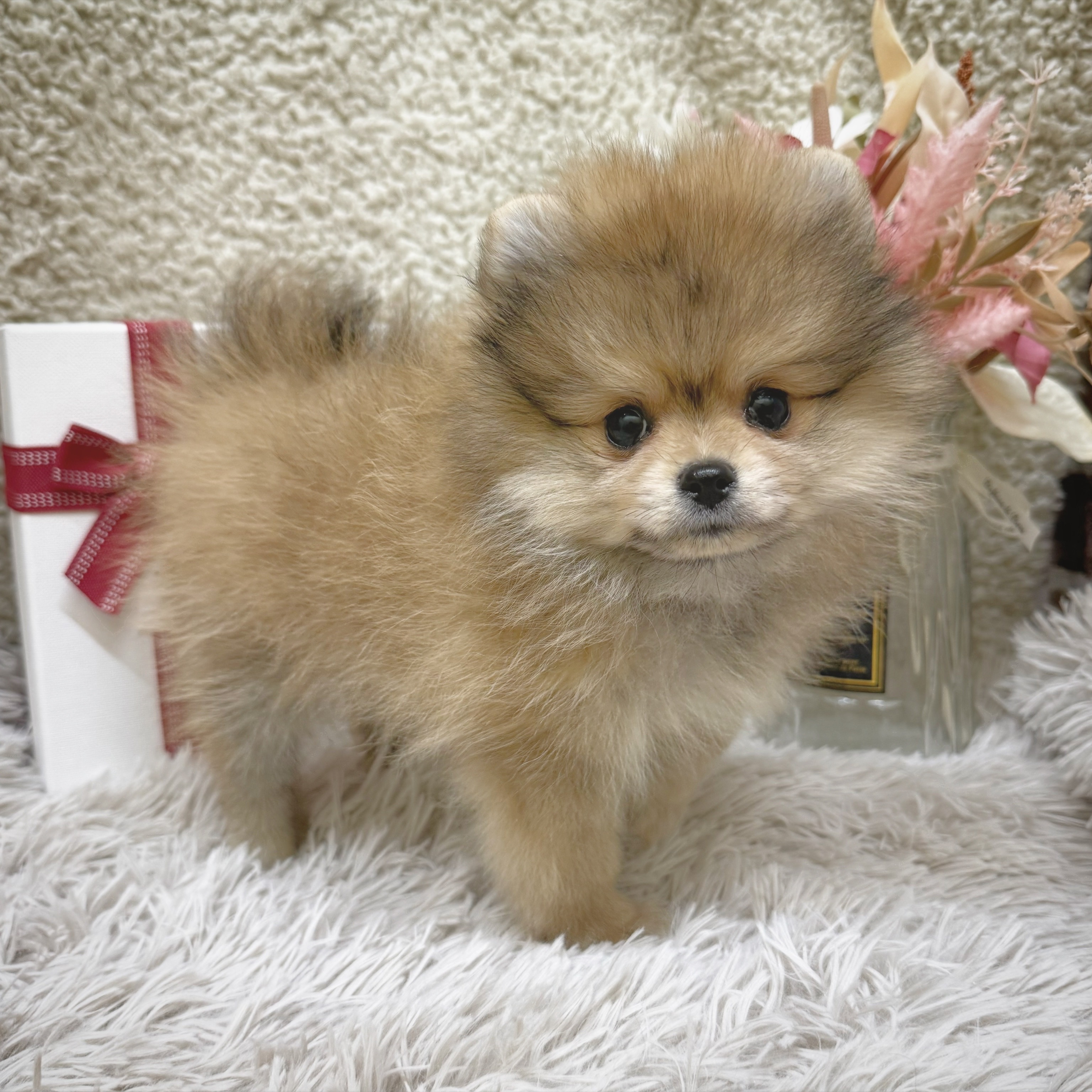 静岡県のポメラニアン (犬の家＆猫の里藤枝店/2025年11月18日生まれ/女の子/オレンジ)の子犬の3枚目の画像