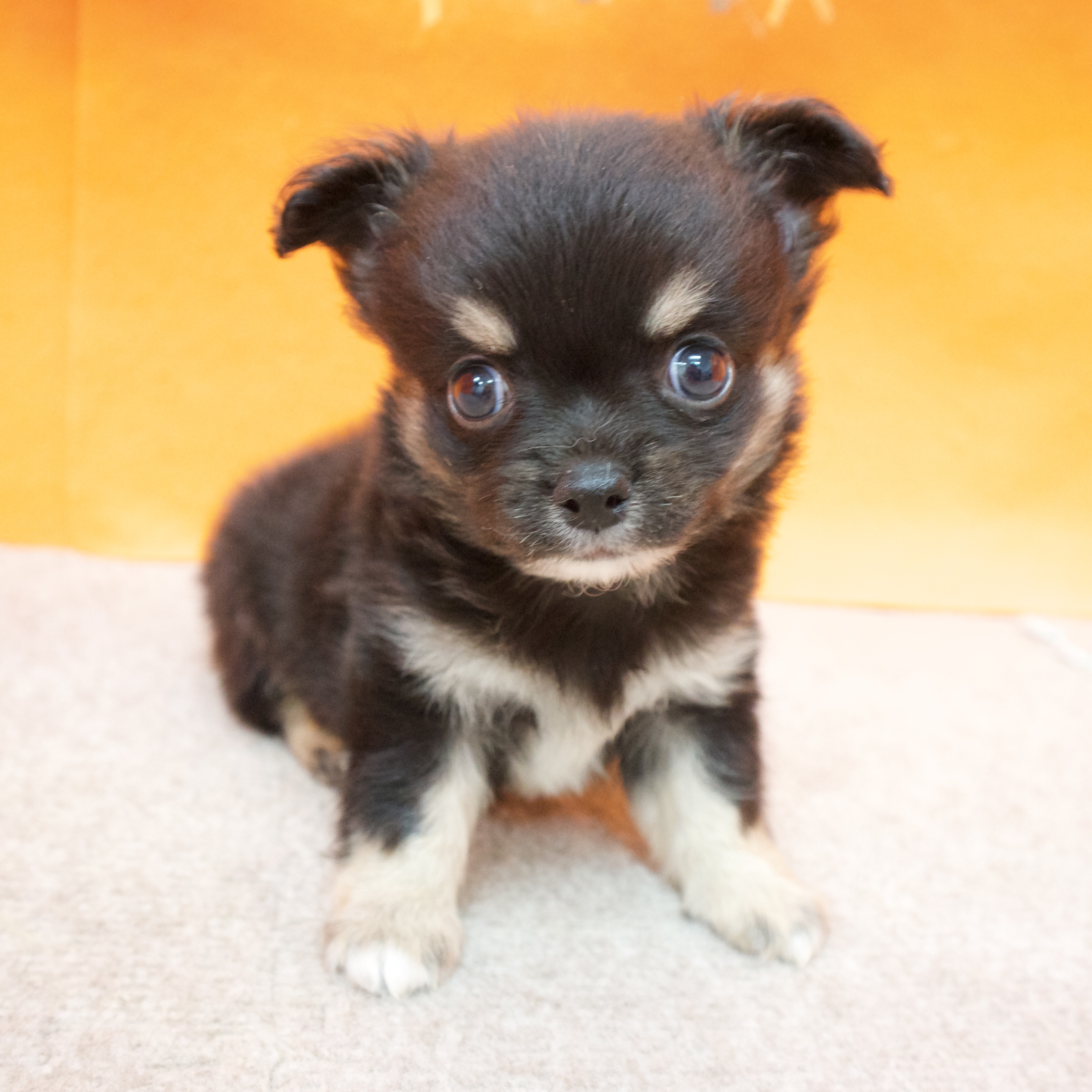 大阪府のチワワ(ロング) (犬の家＆猫の里吹田店/2025年9月12日生まれ/男の子/ブラックタン)の子犬の3枚目の画像