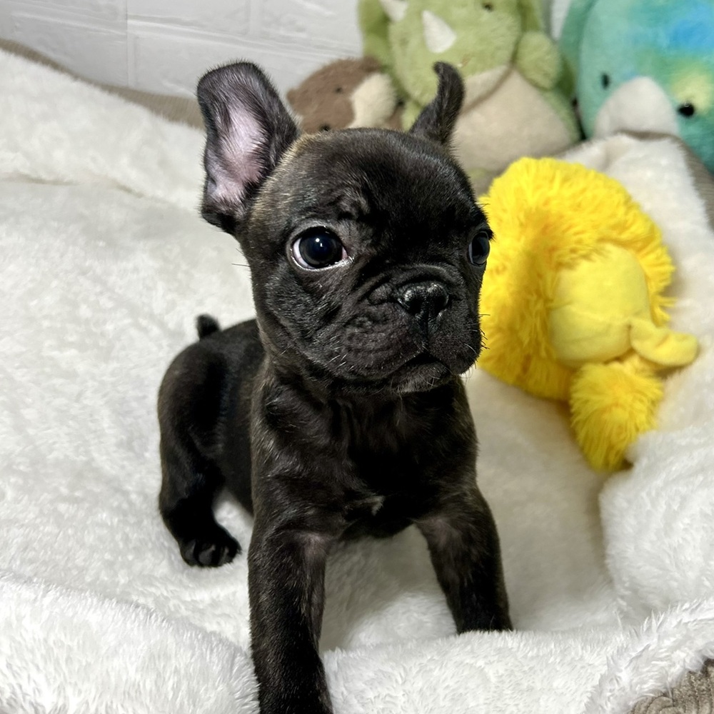 兵庫県のフレンチブルドッグ (犬の家＆猫の里ニッケパークタウン加古川店/2026年1月20日生まれ/男の子/ブリンドル)の子犬の3枚目の画像