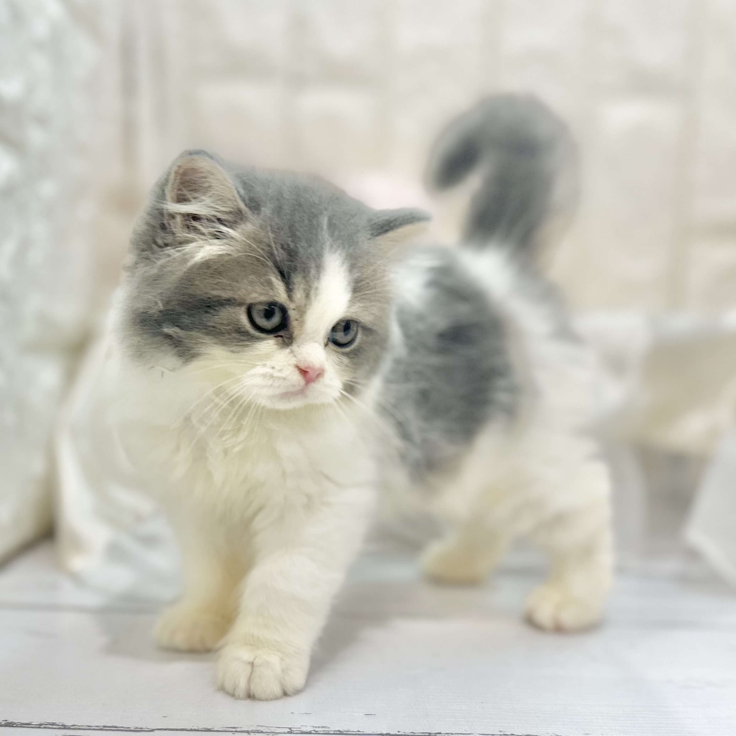 岡山県のスコティッシュストレート (犬の家＆猫の里倉敷店/2025年7月2日生まれ/女の子/ブルーホワイト)の子猫の3枚目の画像