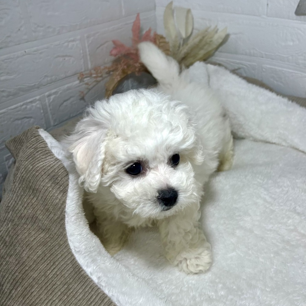 兵庫県のビションフリーゼ (犬の家＆猫の里ニッケパークタウン加古川店/2026年1月15日生まれ/男の子/ホワイト)の子犬の3枚目の画像