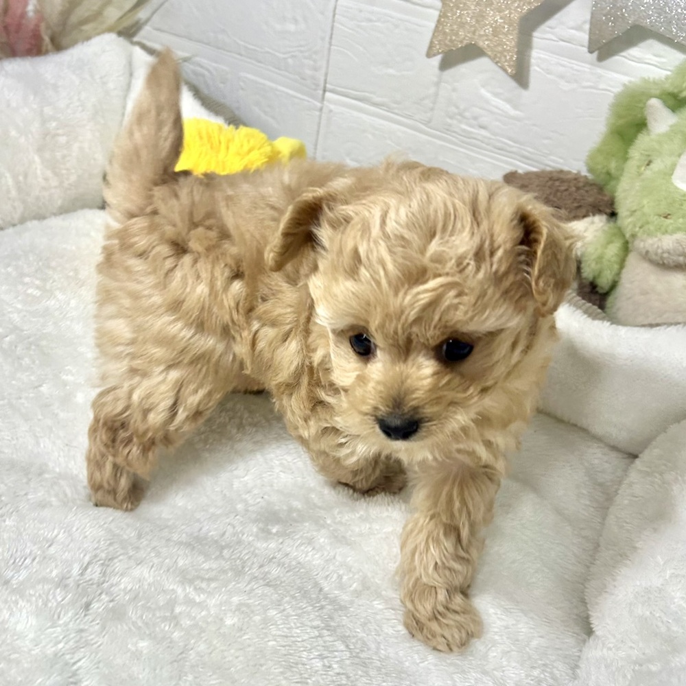 兵庫県のチワプー/プーチー(チワワ×プードル) (犬の家＆猫の里ニッケパークタウン加古川店/2026年1月16日生まれ/男の子/クリーム)の子犬の3枚目の画像