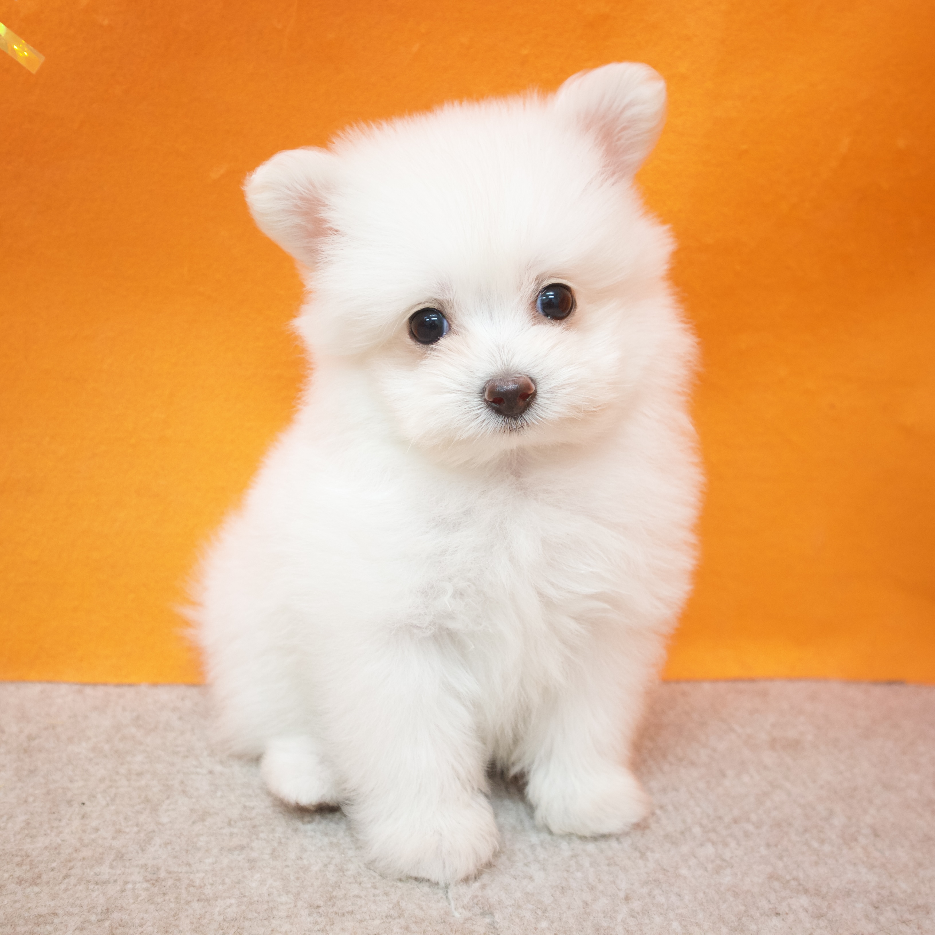 大阪府のポメプー(ポメラニアン×プードル) (犬の家＆猫の里吹田店/2025年9月13日生まれ/男の子/クリーム)の子犬の3枚目の画像