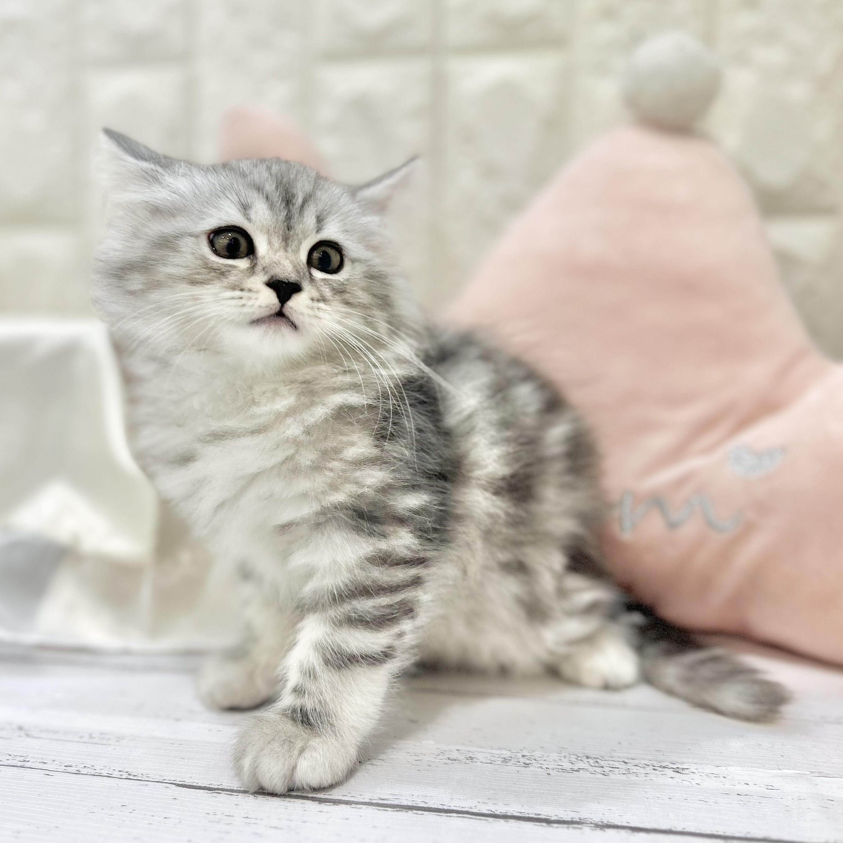 岡山県のラガマフィン (犬の家＆猫の里倉敷店/2025年7月12日生まれ/男の子/シルバータビーホワイト)の子猫の3枚目の画像