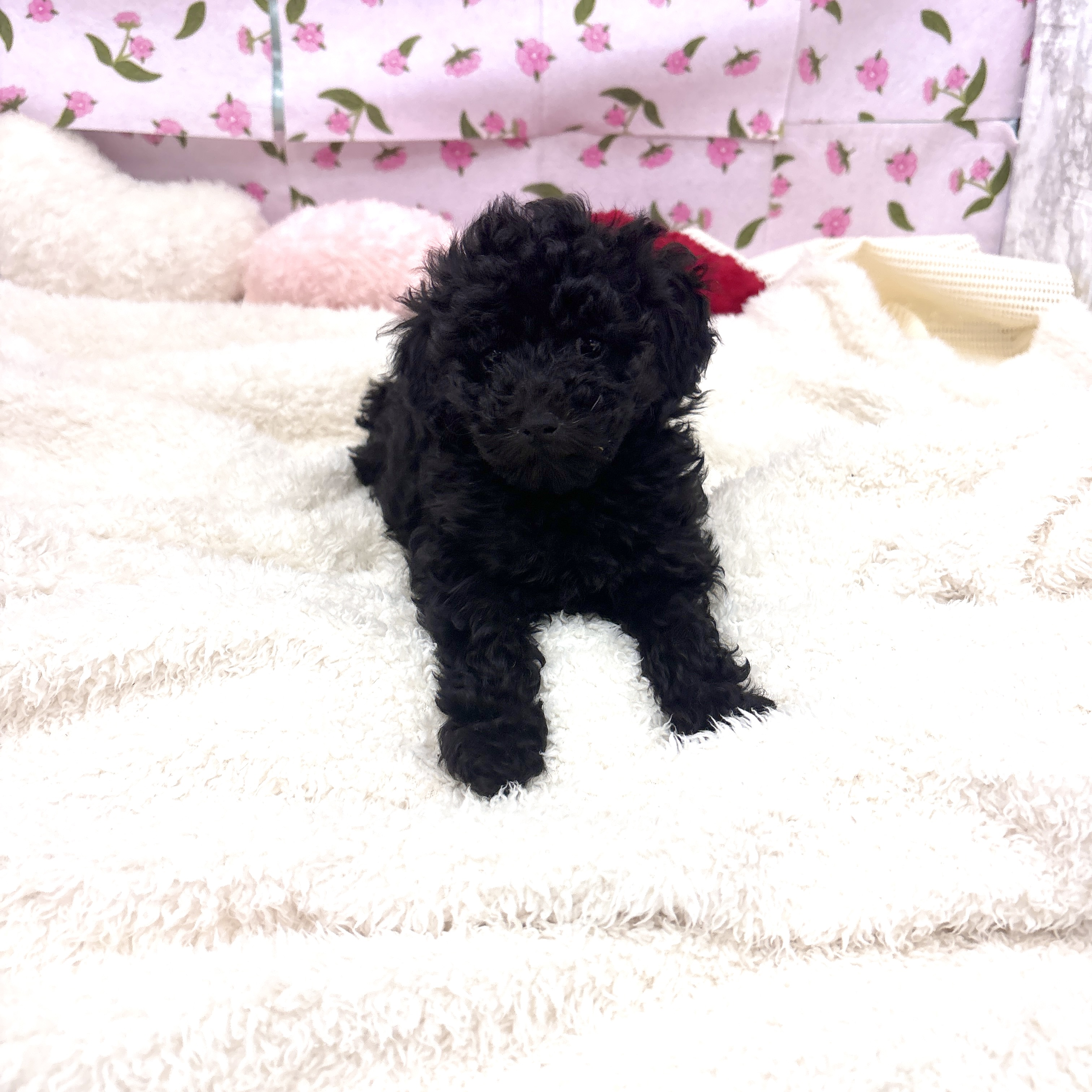 愛知県のトイプードル(トイ) (犬の家＆猫の里エアポートウォーク店/2026年3月2日生まれ/女の子/ブラック)の子犬の3枚目の画像