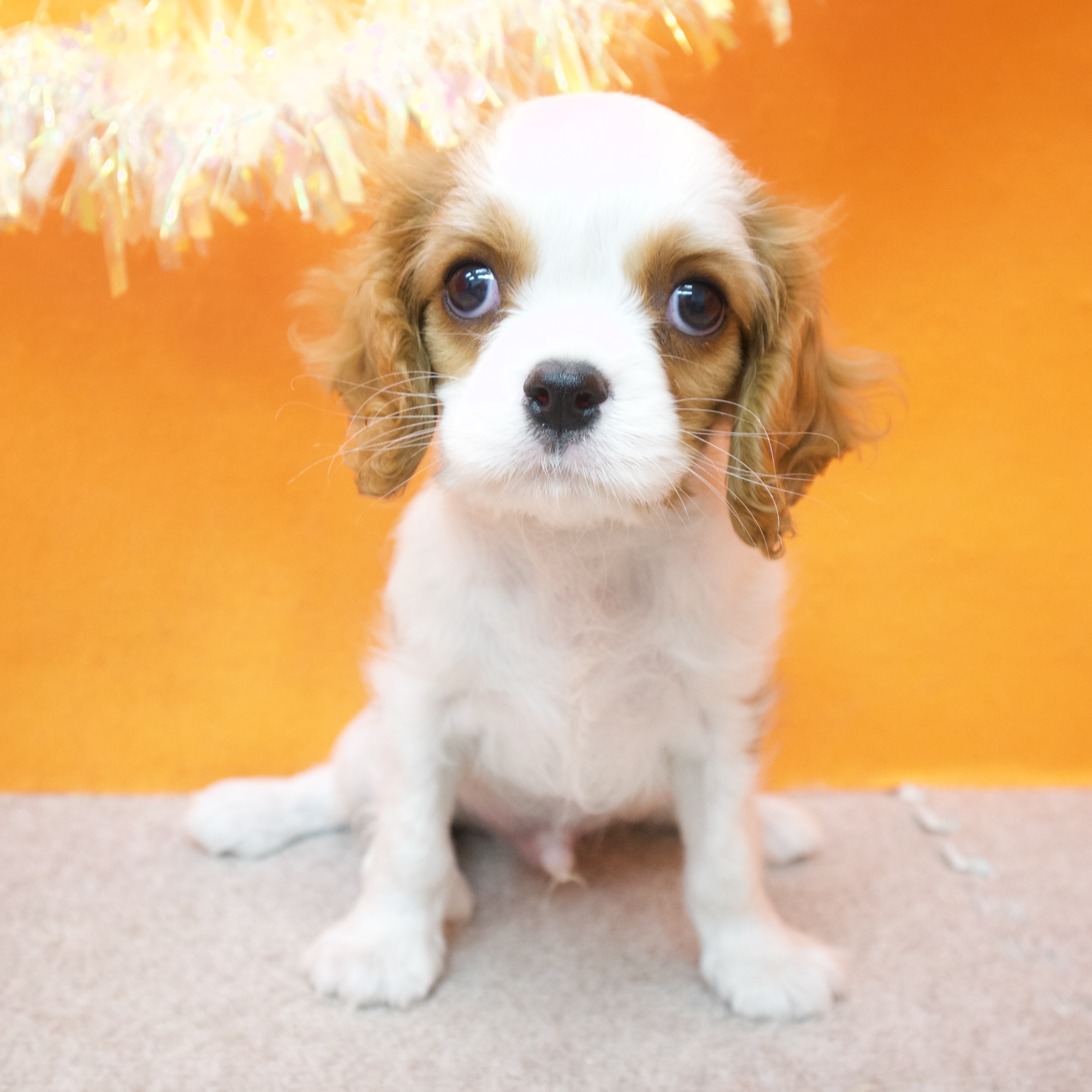 大阪府のキャバリアキングチャールズスパニエル (犬の家＆猫の里吹田店/2025年9月12日生まれ/男の子/ブレンハイム)の子犬の3枚目の画像