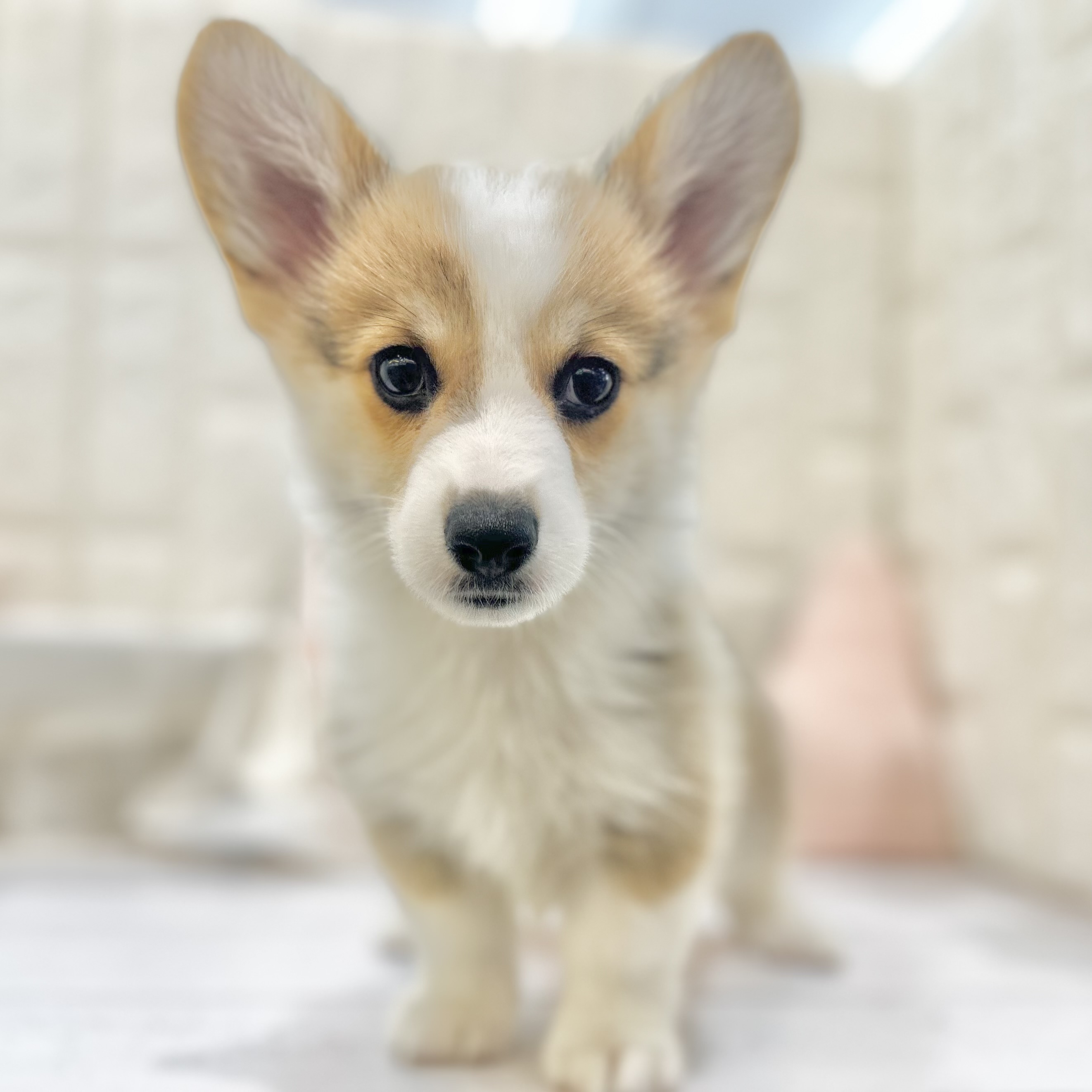 岡山県のウェルシュコーギーペンブローク (犬の家＆猫の里倉敷店/2025年7月16日生まれ/男の子/レッドホワイト)の子犬の3枚目の画像
