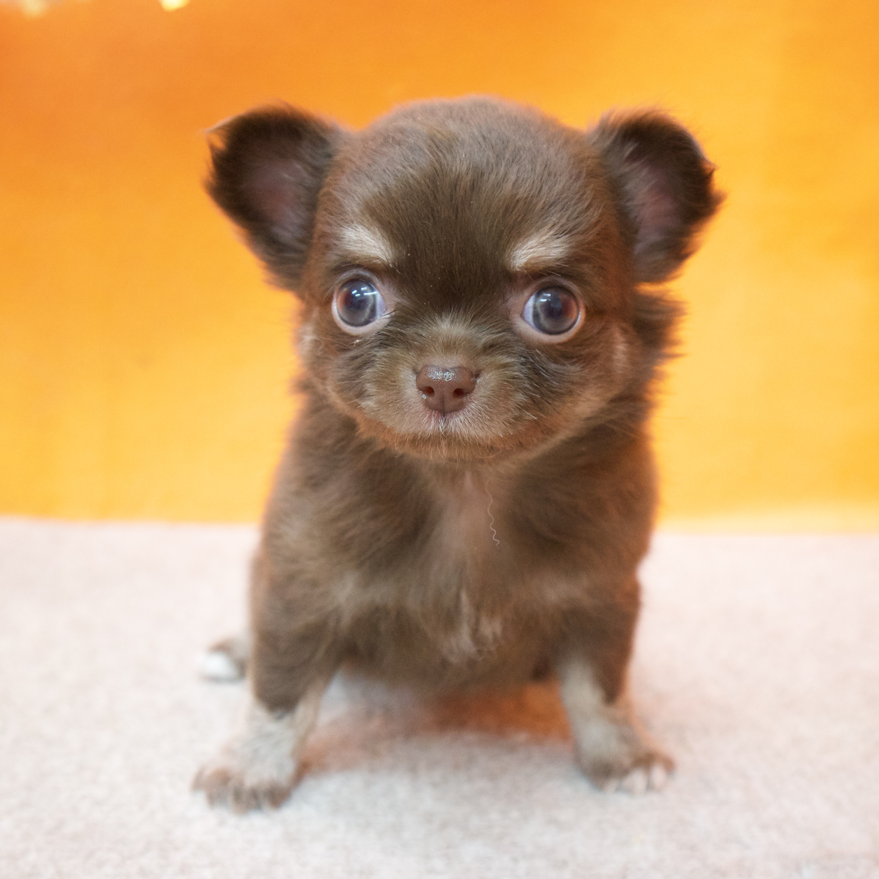 大阪府のチワワ(ロング) (犬の家＆猫の里吹田店/2025年9月18日生まれ/女の子/チョコレートクリーム)の子犬の3枚目の画像