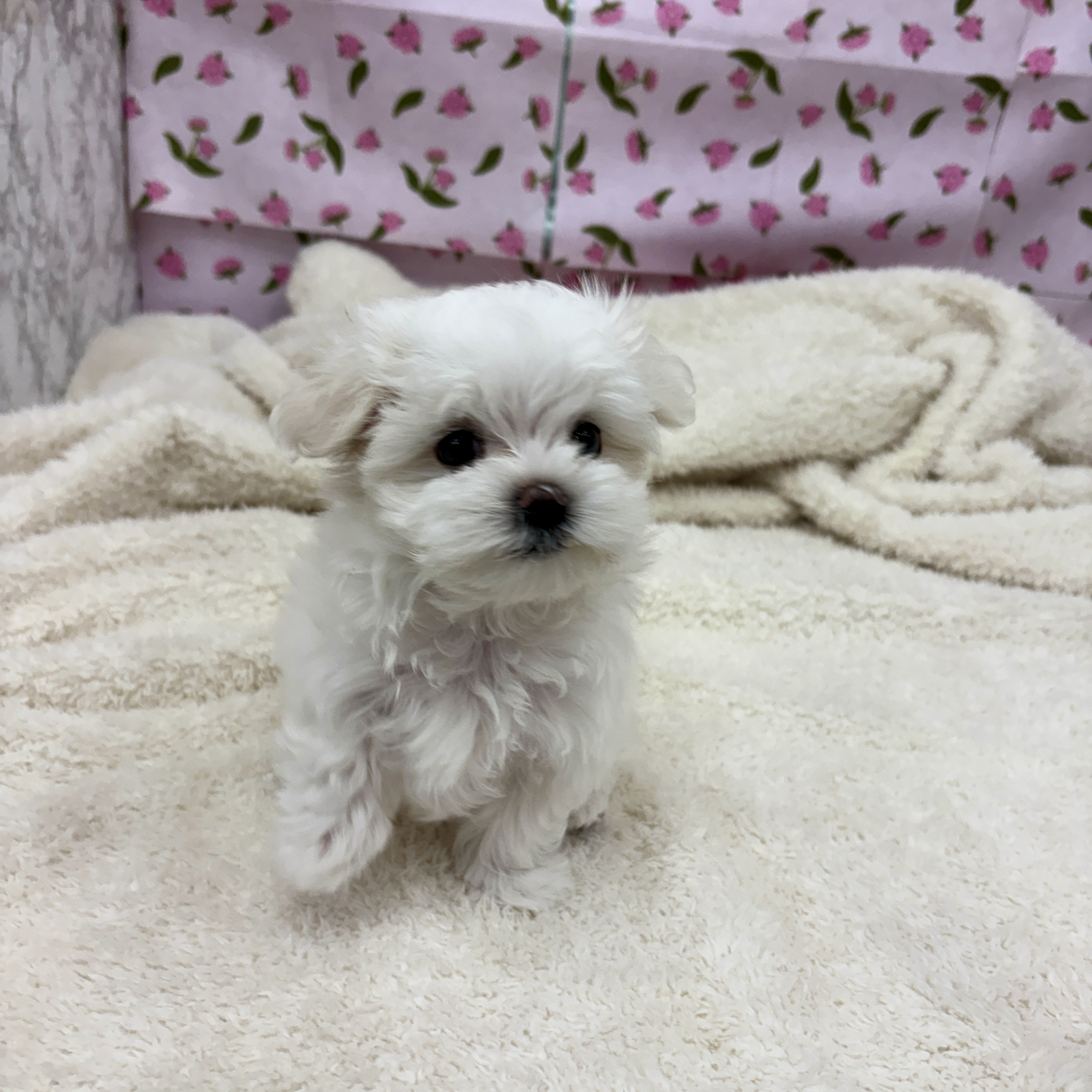 愛知県のマルチーズ (犬の家＆猫の里エアポートウォーク店/2026年3月3日生まれ/女の子/ホワイト)の子犬の3枚目の画像