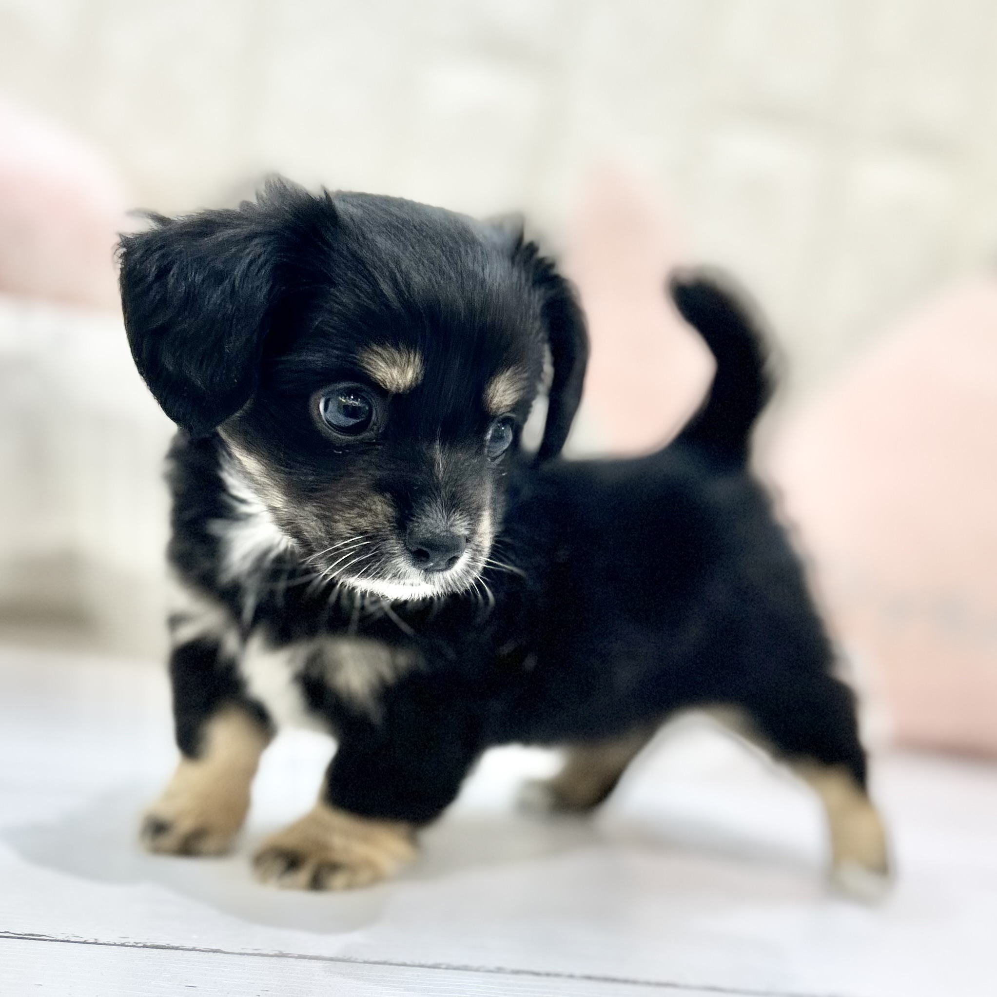 岡山県のチワックス(チワワ×ダックス) (犬の家＆猫の里倉敷店/2025年7月20日生まれ/女の子/ブラックタン)の子犬の3枚目の画像