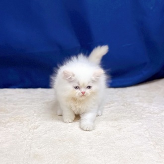 愛知県のエキゾチック (犬の家＆猫の里一宮店/2025年8月5日生まれ/男の子/クリームポイントホワイト)の子猫の3枚目の画像