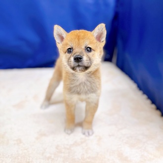 愛知県の柴犬(標準サイズ) (犬の家＆猫の里一宮店/2025年8月5日生まれ/女の子/赤)の子犬の3枚目の画像