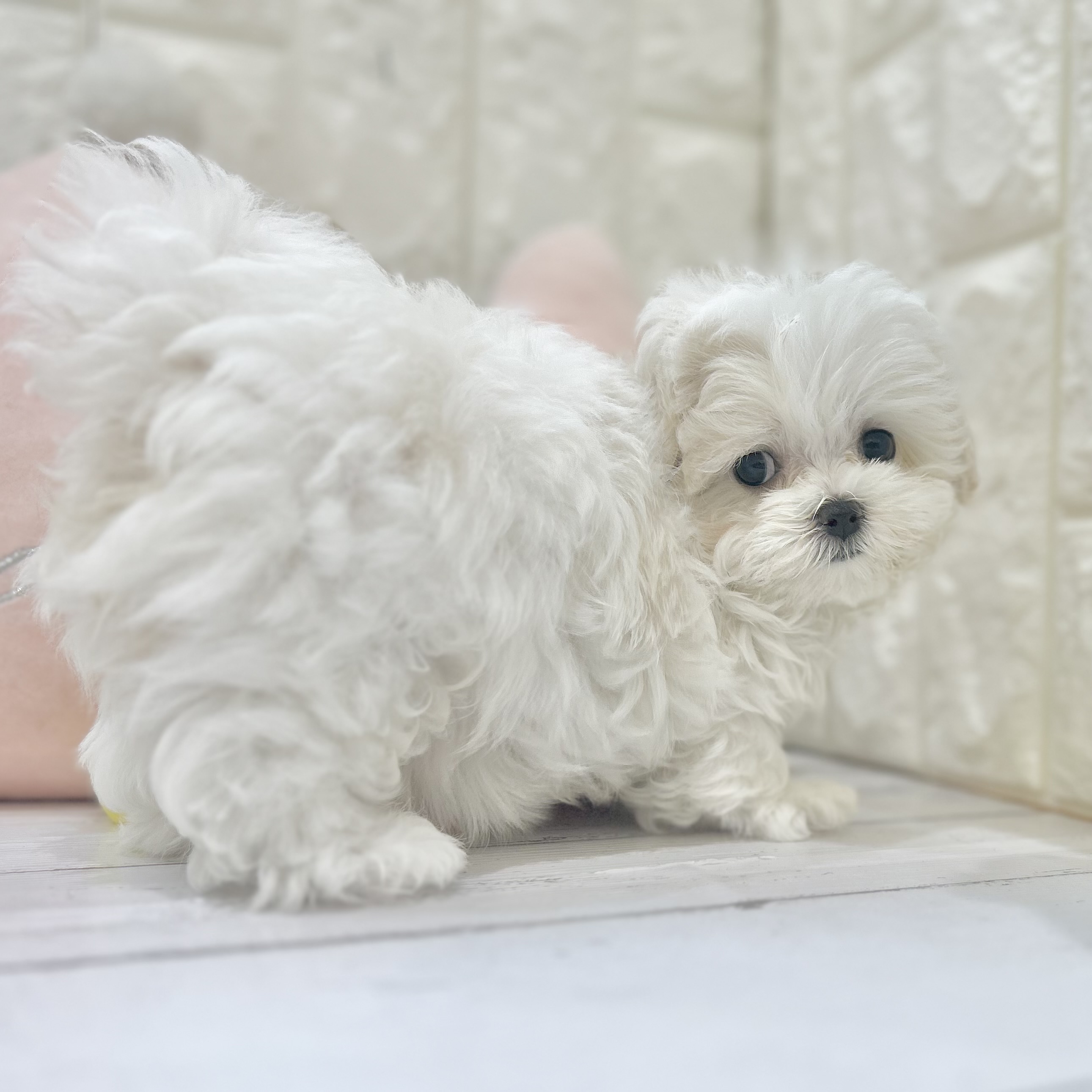 岡山県のマルチーズ (犬の家＆猫の里倉敷店/2025年7月13日生まれ/女の子/ホワイト)の子犬の3枚目の画像
