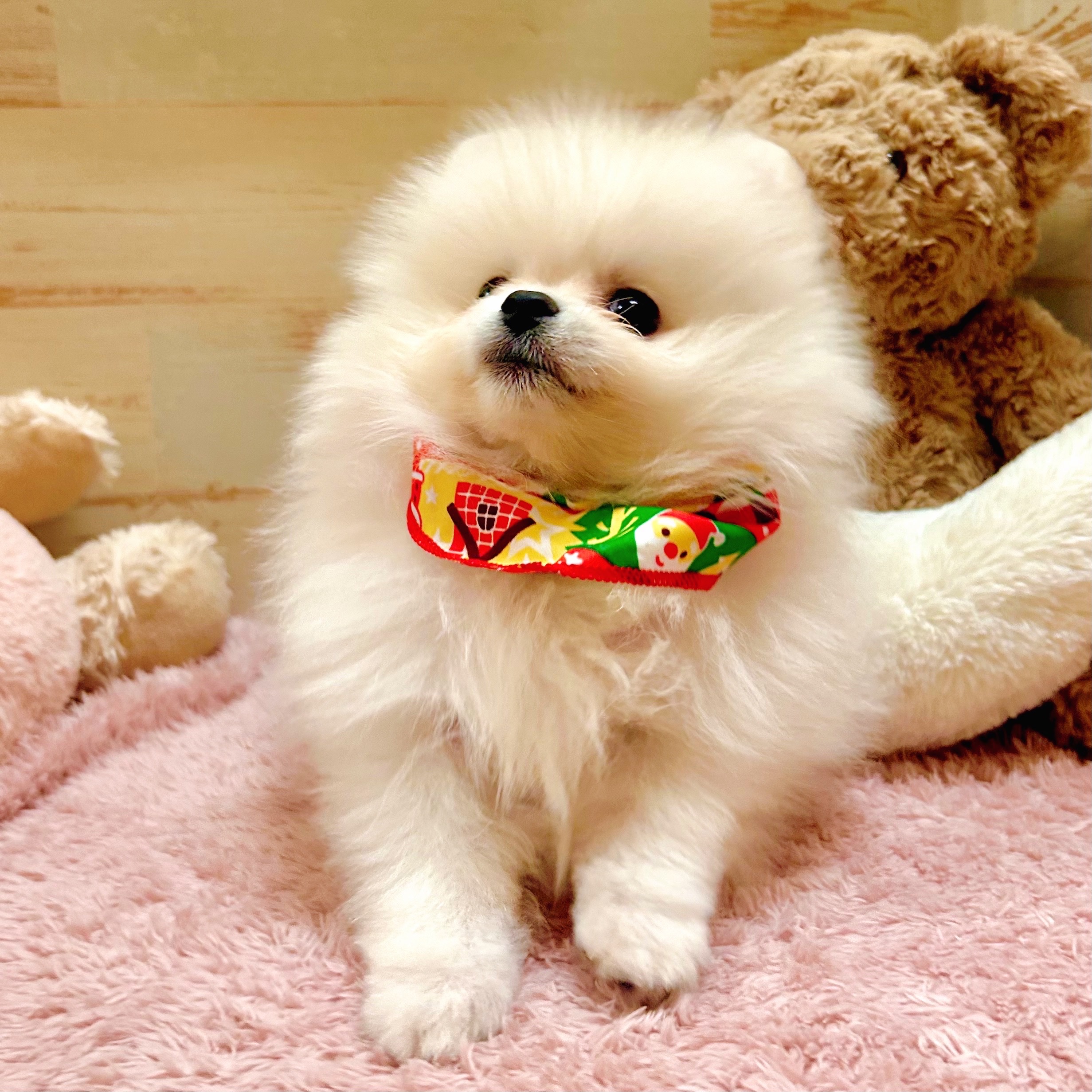 兵庫県のポメラニアン (犬の家＆猫の里神戸店/2025年10月23日生まれ/男の子/クリーム)の子犬の3枚目の画像