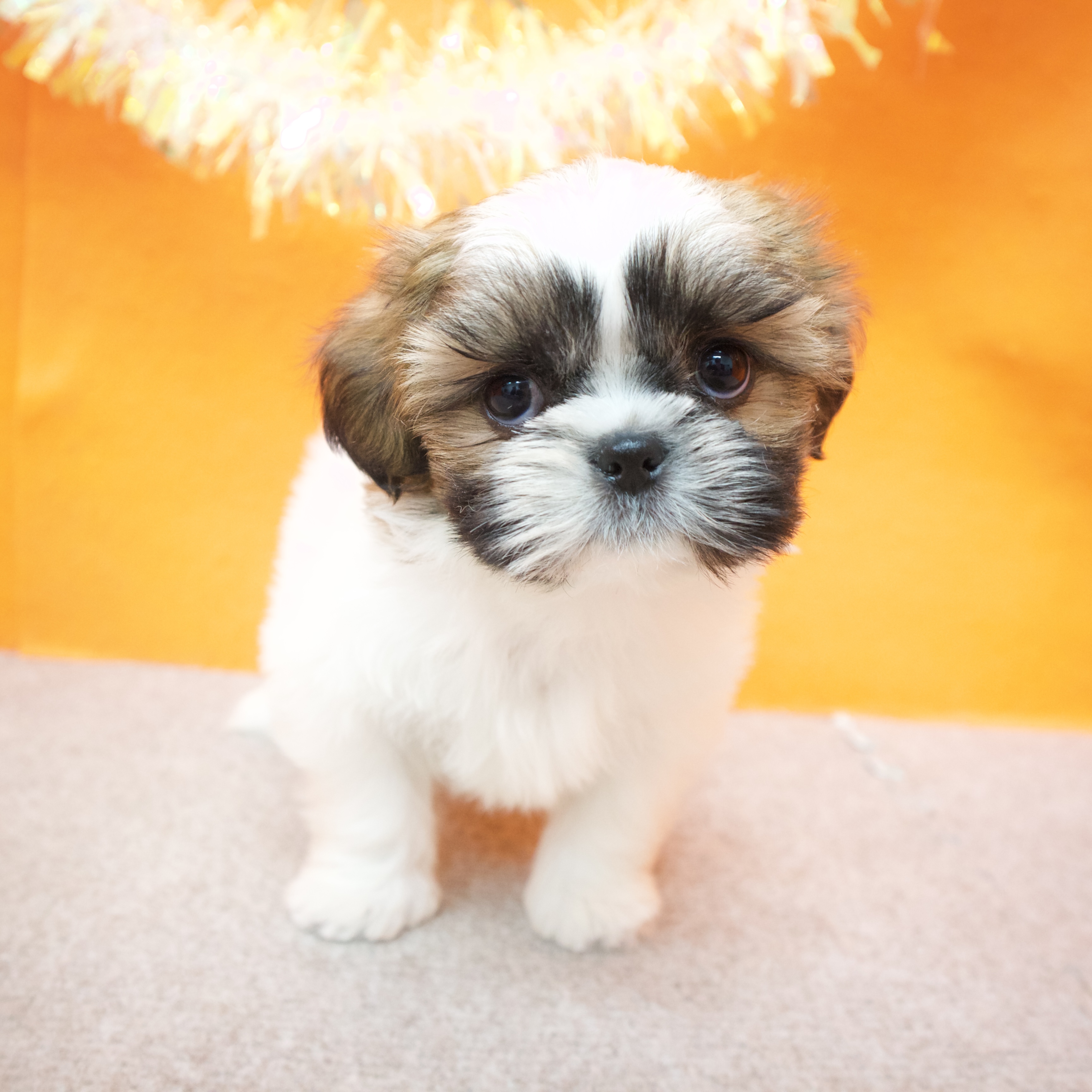 大阪府のシーズー (犬の家＆猫の里吹田店/2025年9月16日生まれ/女の子/ゴールドホワイト)の子犬の3枚目の画像