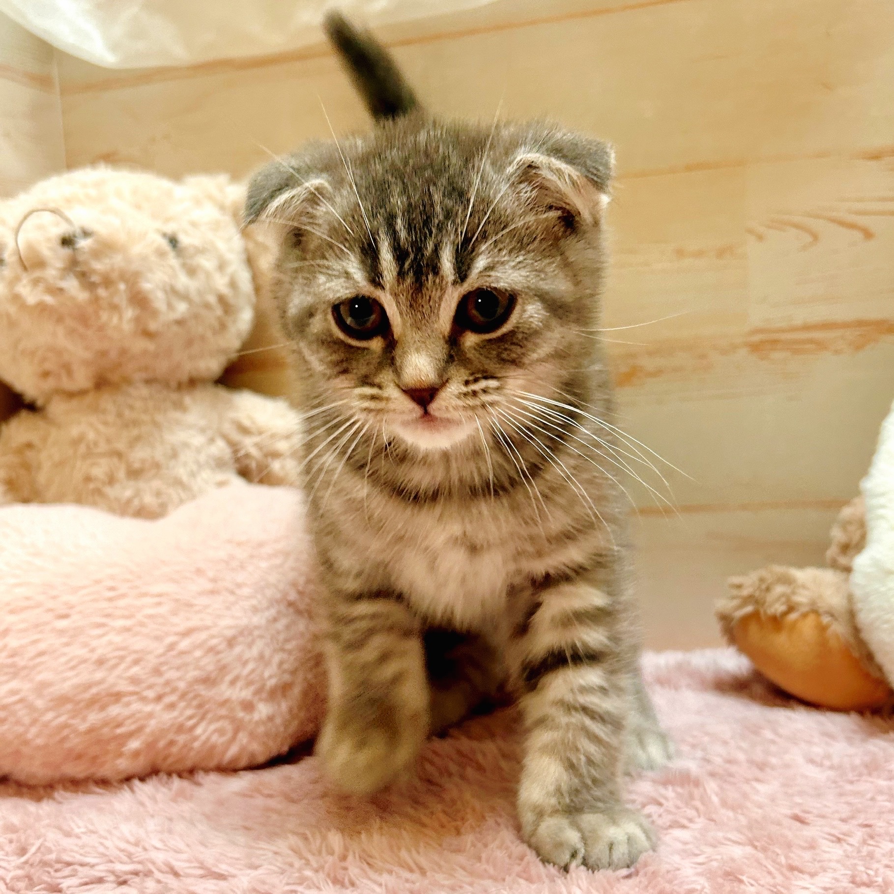 兵庫県のスコティッシュフォールド (犬の家＆猫の里神戸店/2025年10月16日生まれ/男の子/ブルータビー)の子猫の3枚目の画像